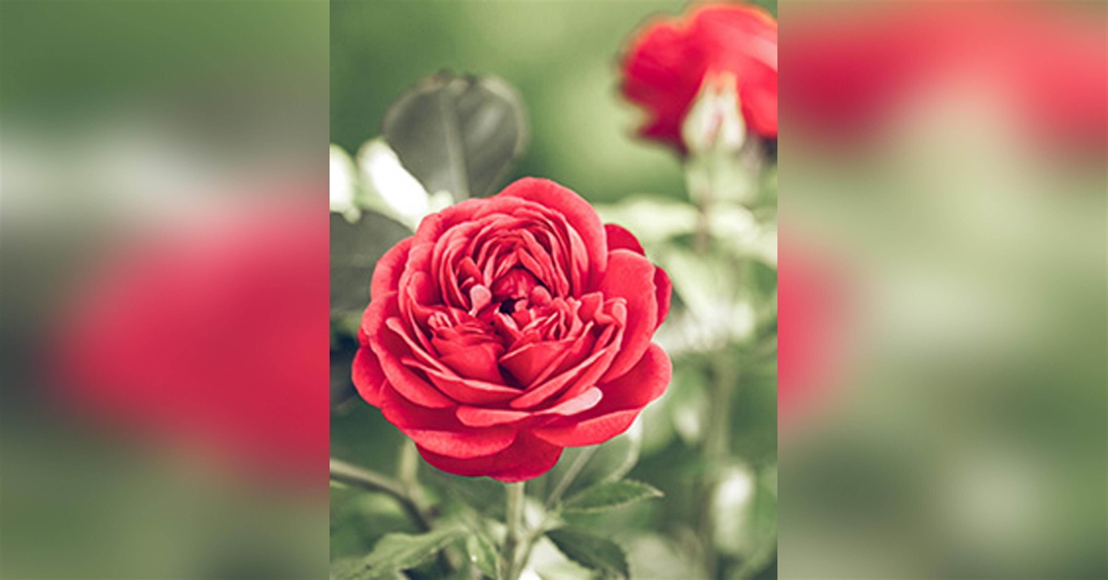 Rose Marie Solomon