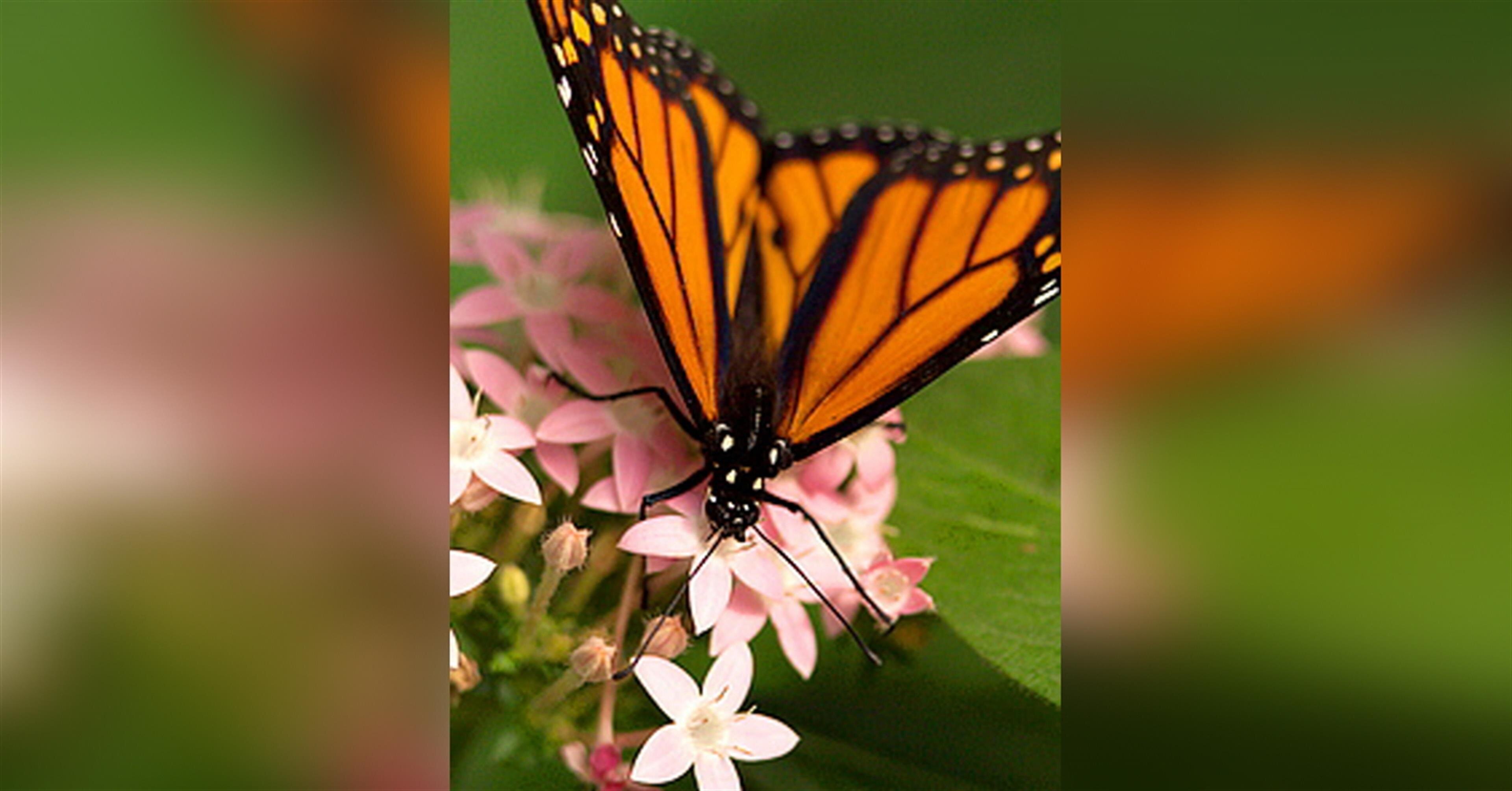 Liberty DiGiacomo (Phaturos)