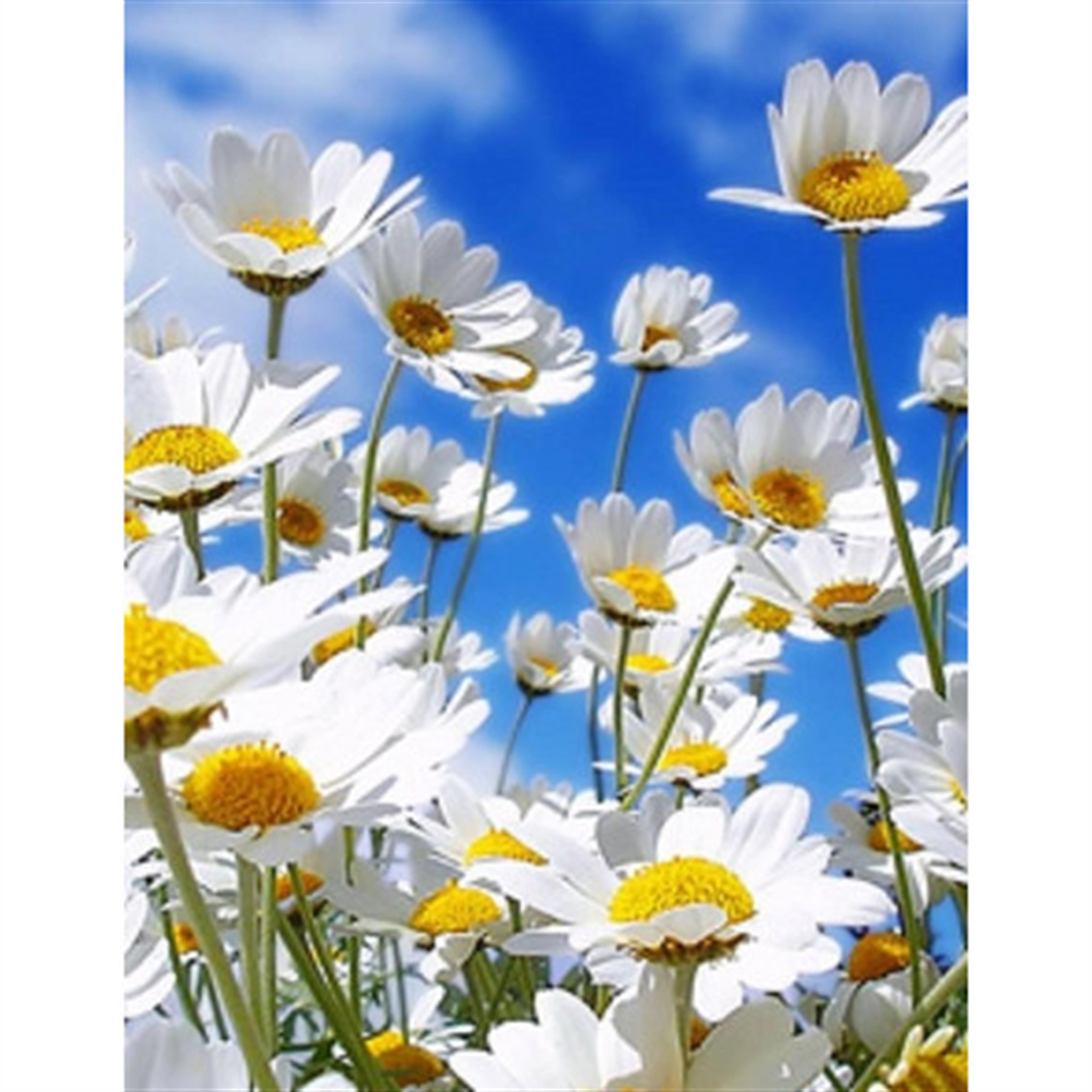 Virginia "Ginny" Shepherd's obituary picture