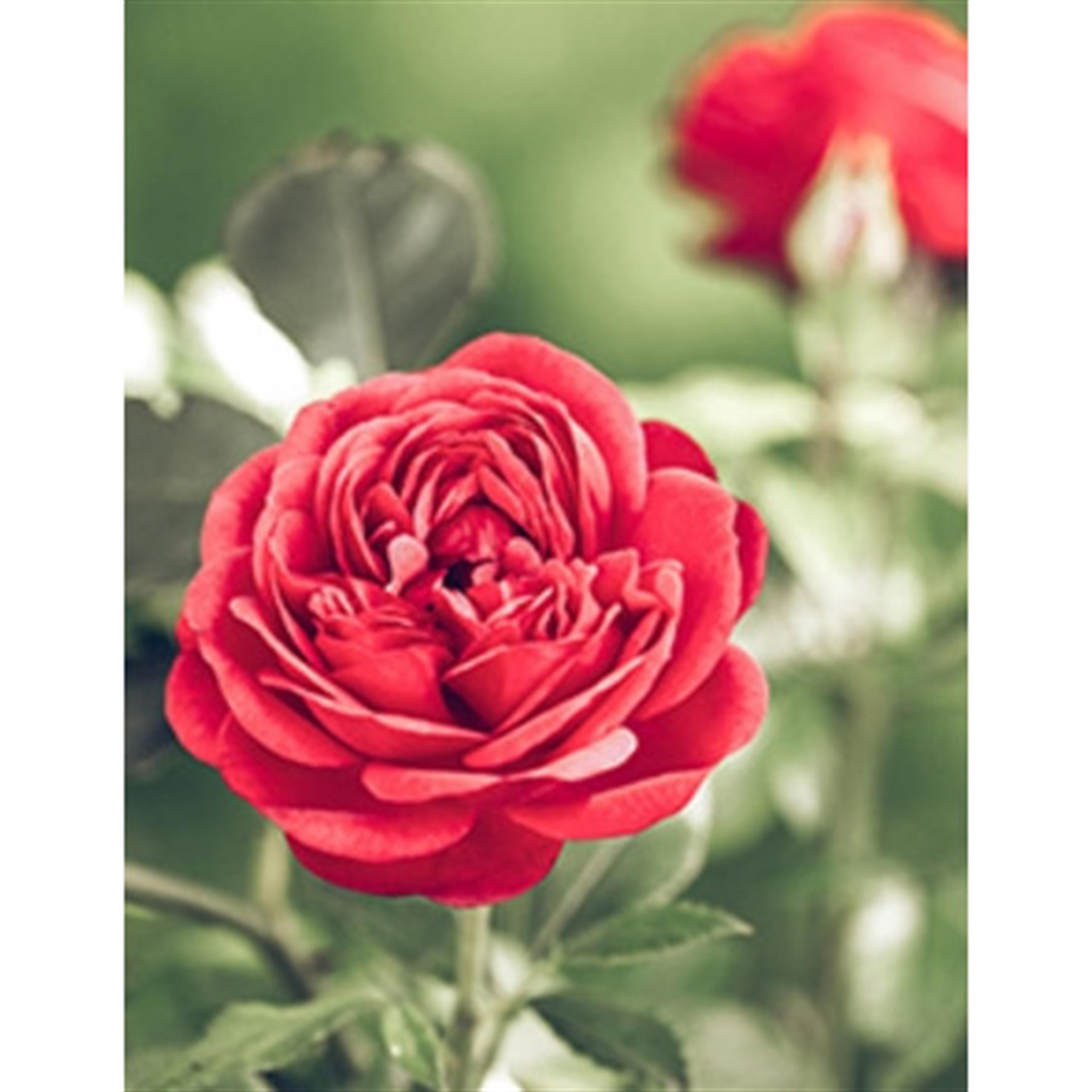 Betty Jean Chapman's obituary picture