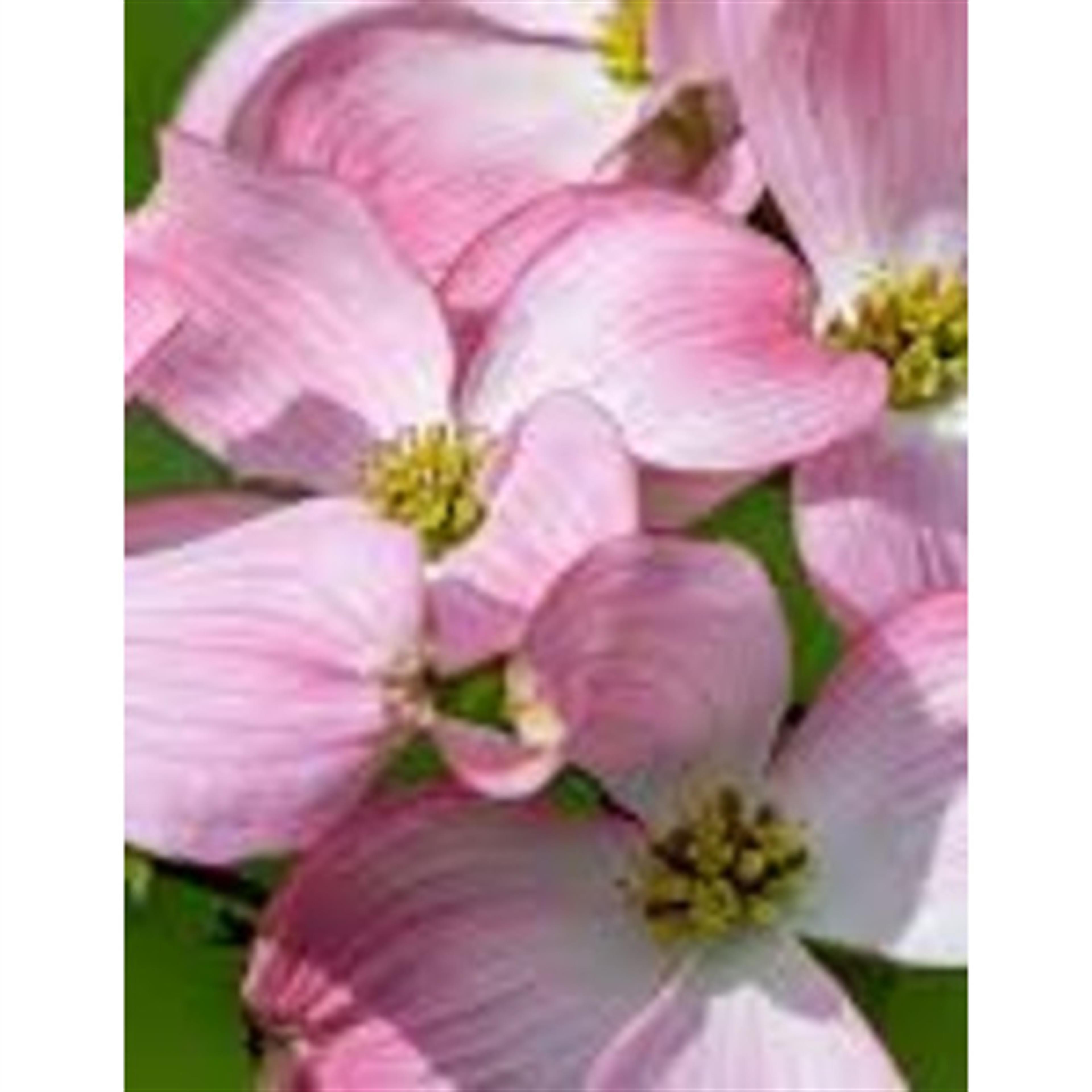 Carrie Roberta Copen