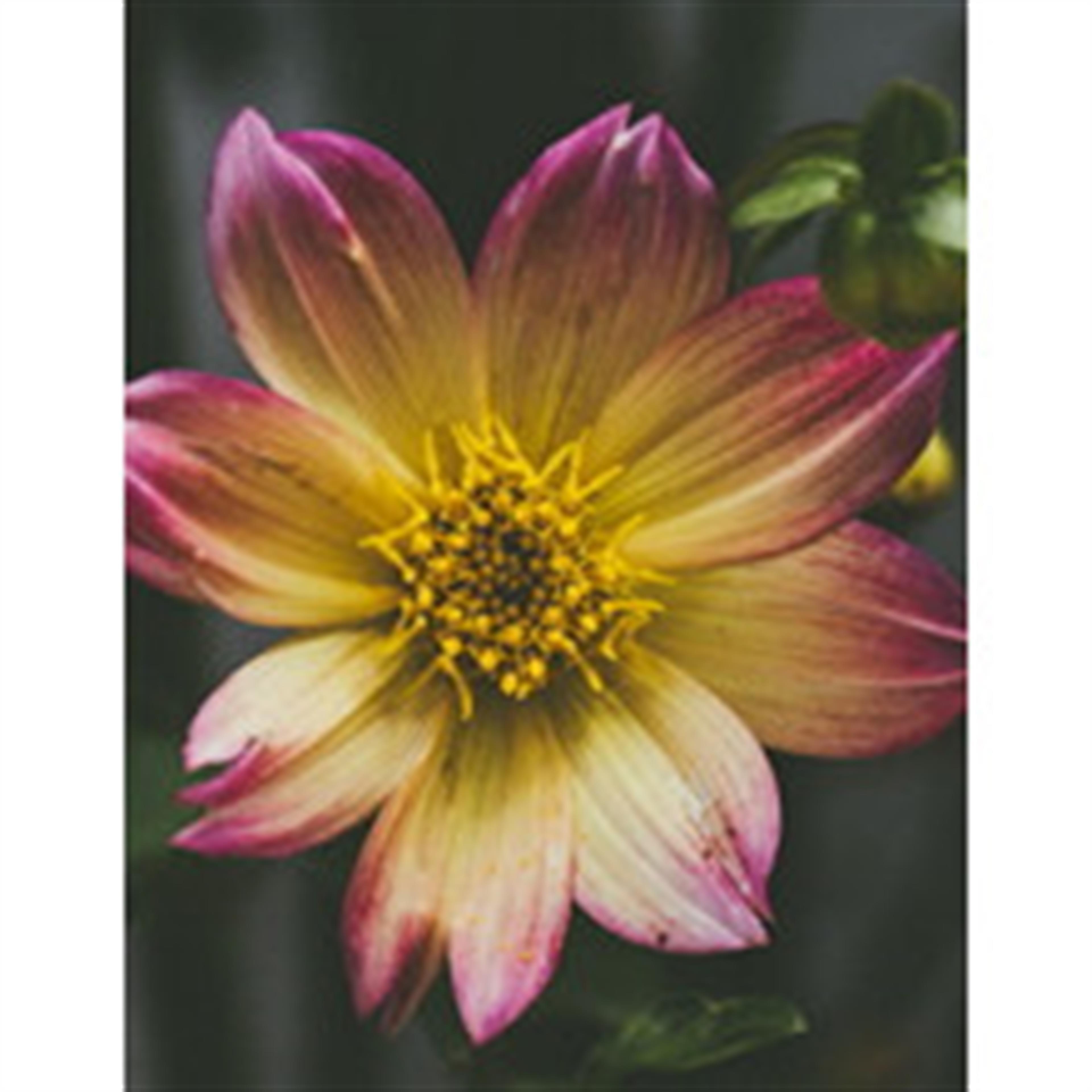 Erma Elizabeth Scarberry