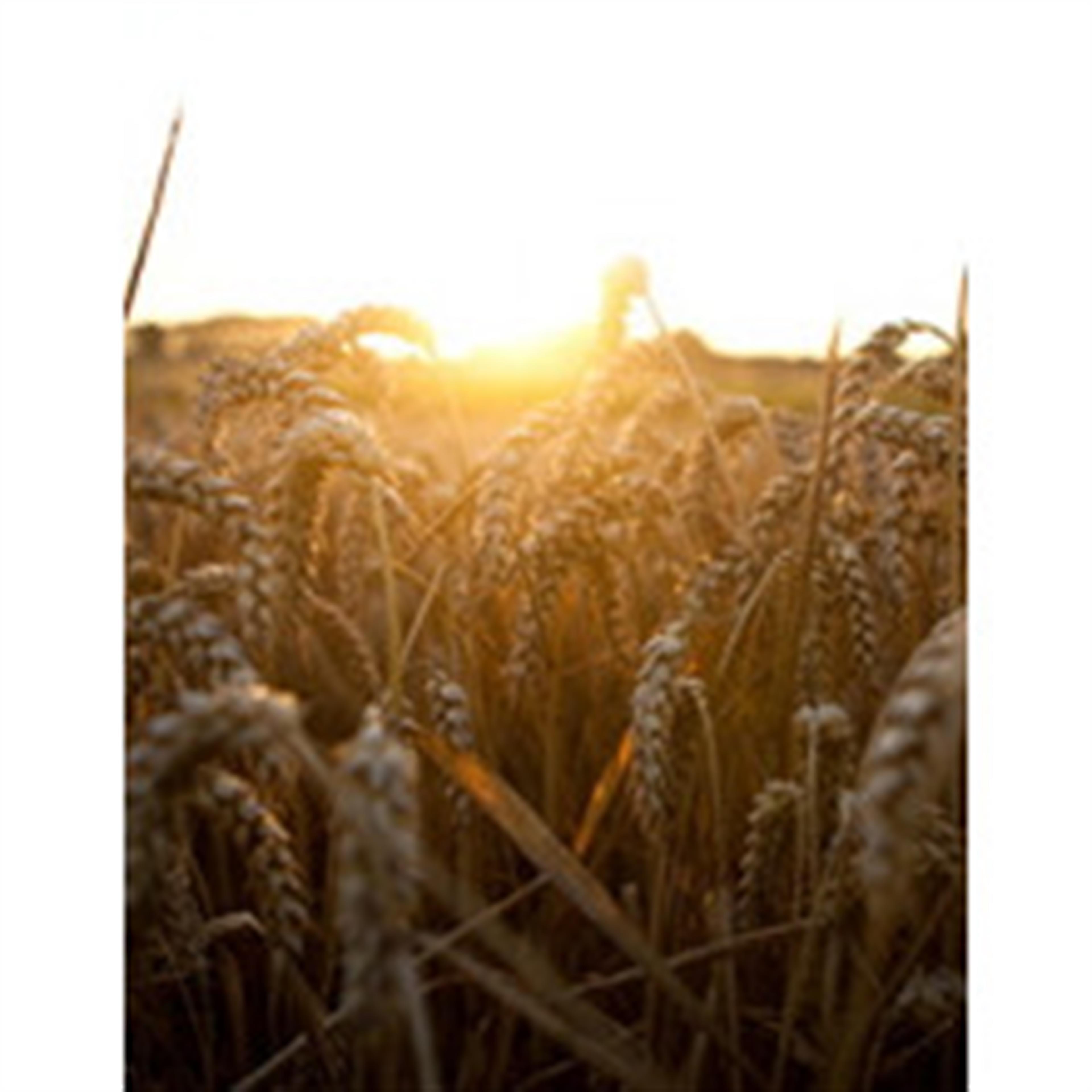 Raymond Shane Samples