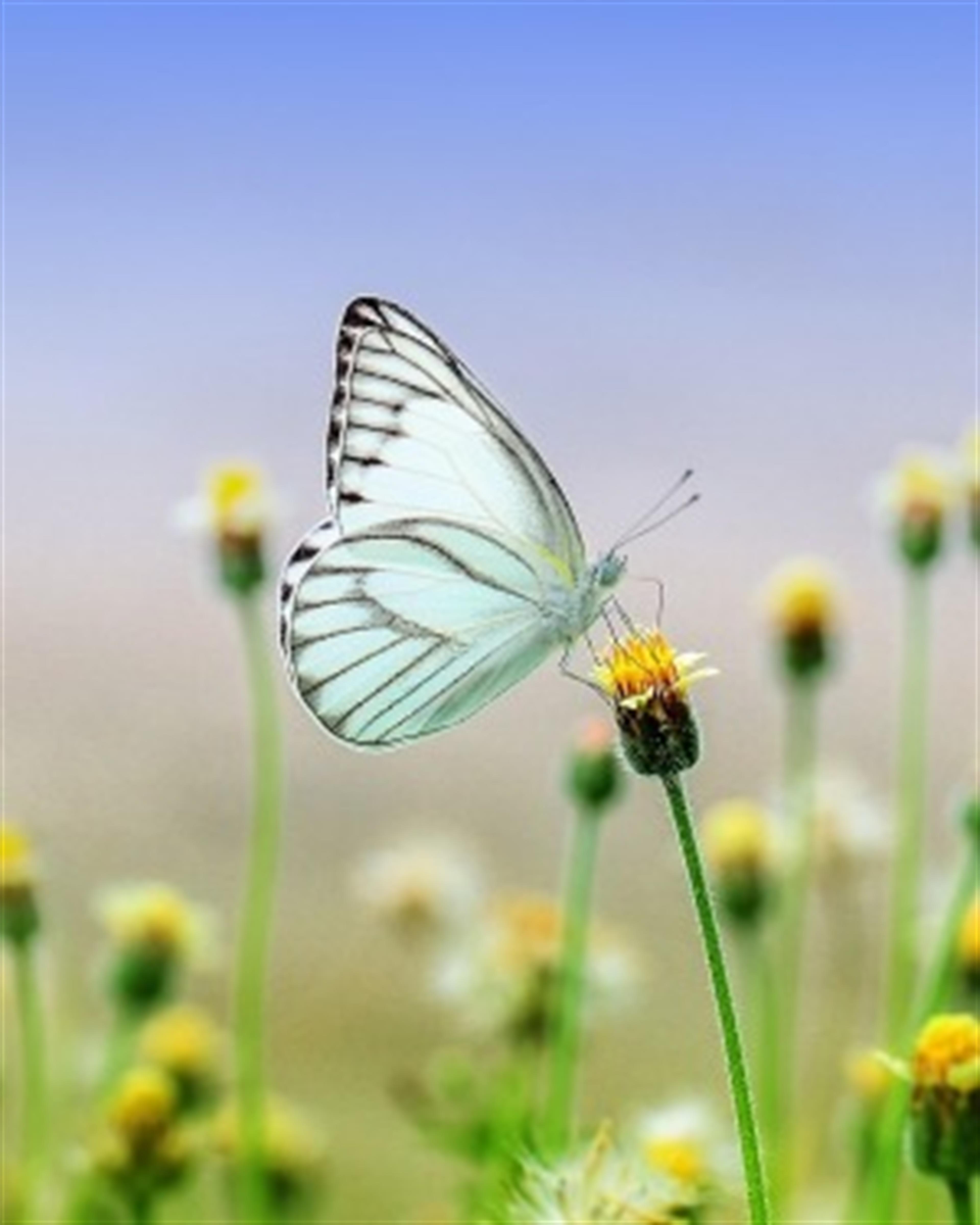 Kennedy Rose Schroeder