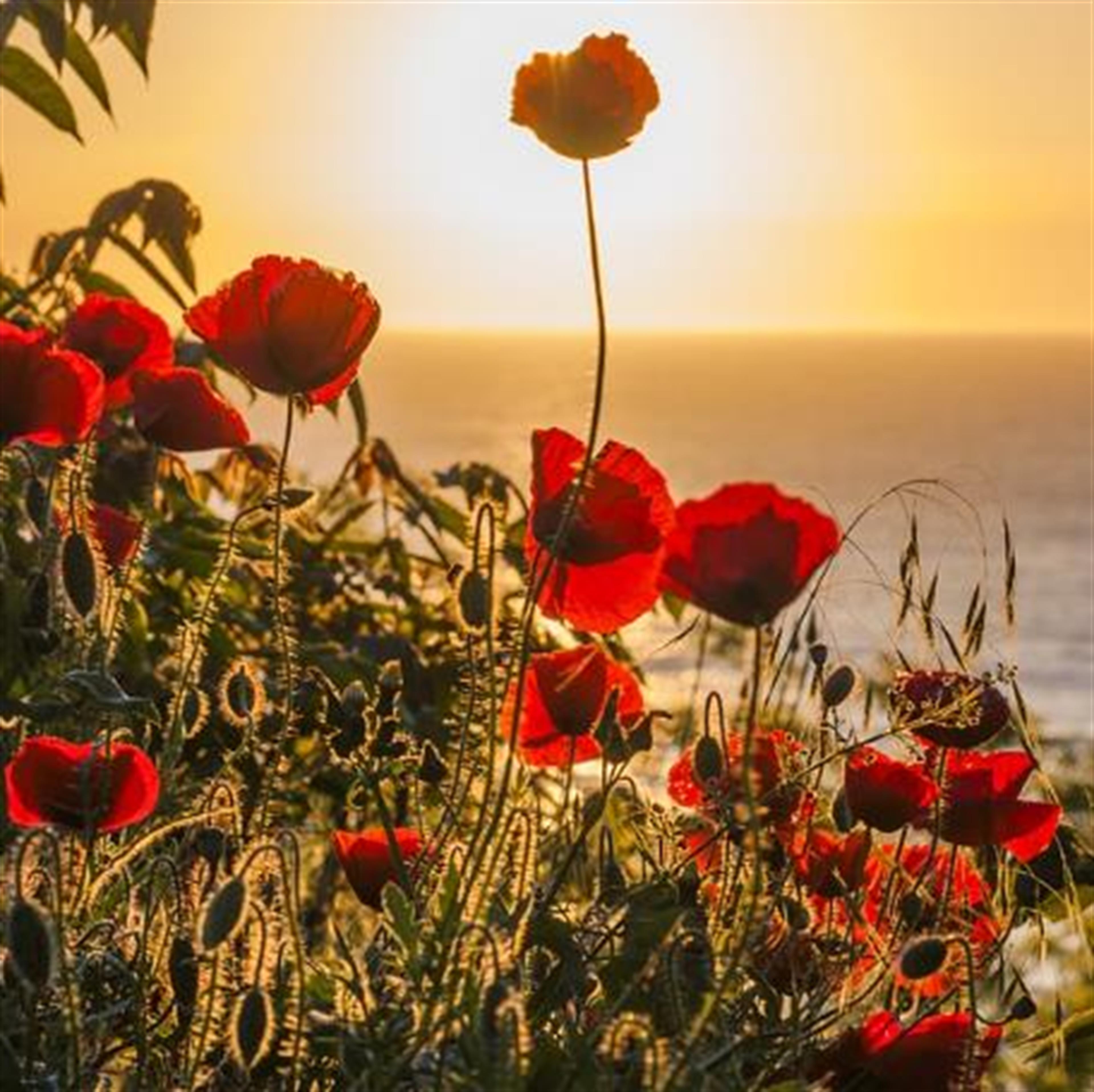 Niedziela Majka, Anita