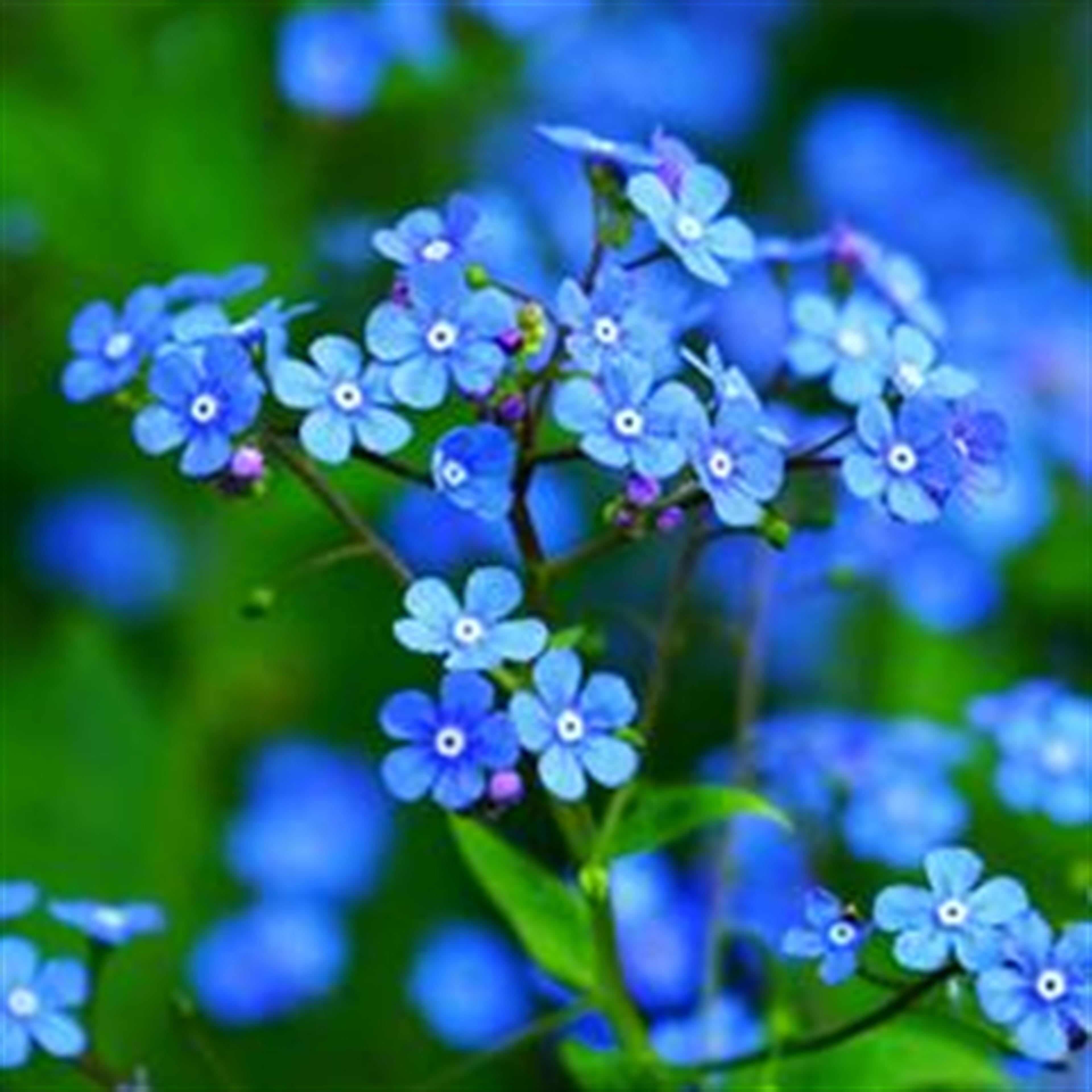 Violette Wallingsford Stewart Rousseau's obituary picture