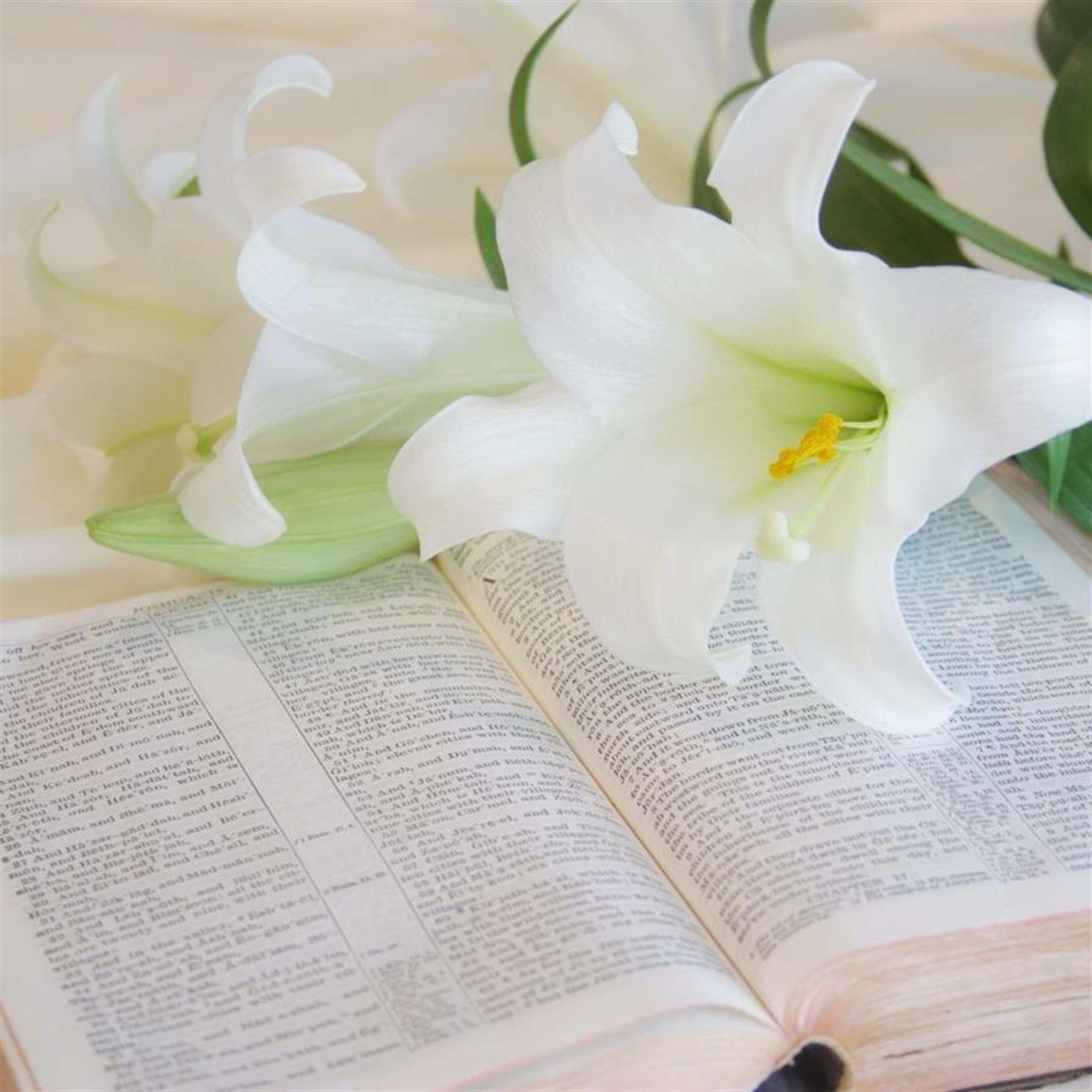 Mrs. Ginger Alice Davis Carlisle