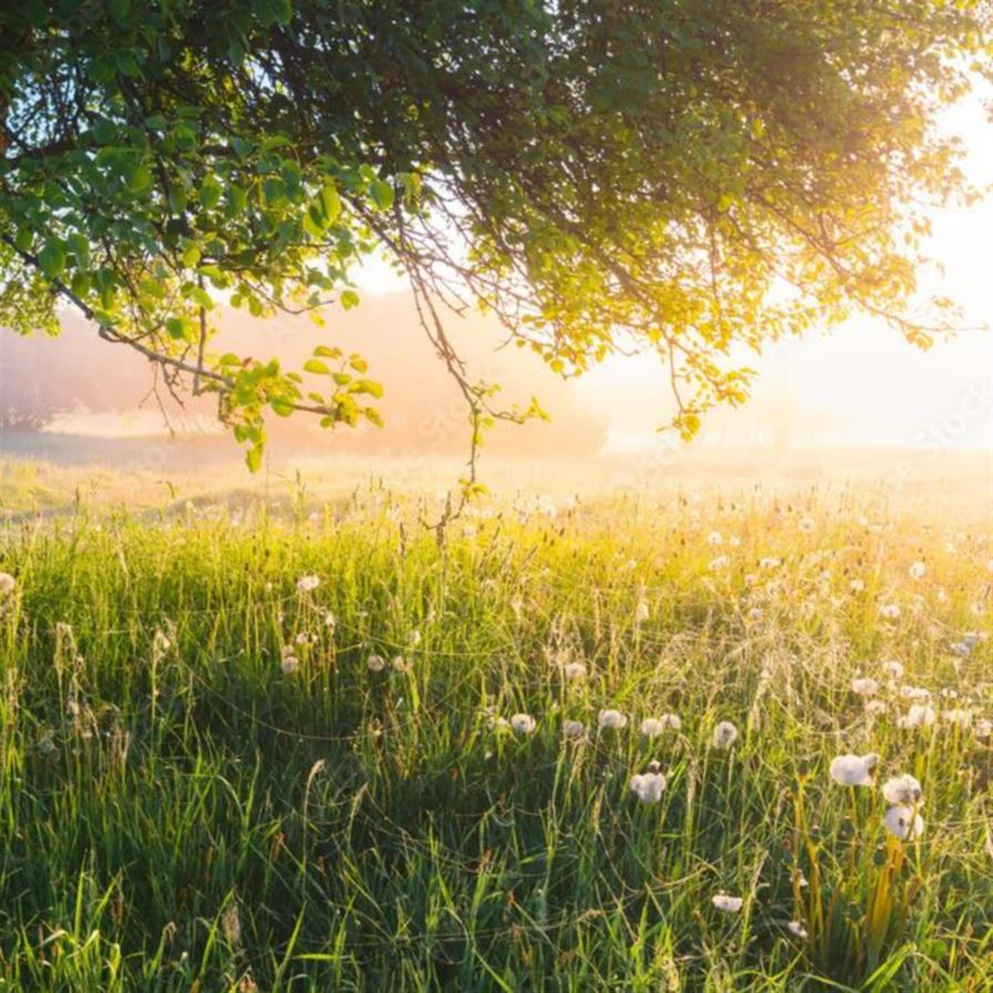 Leatrice Jane Thomas