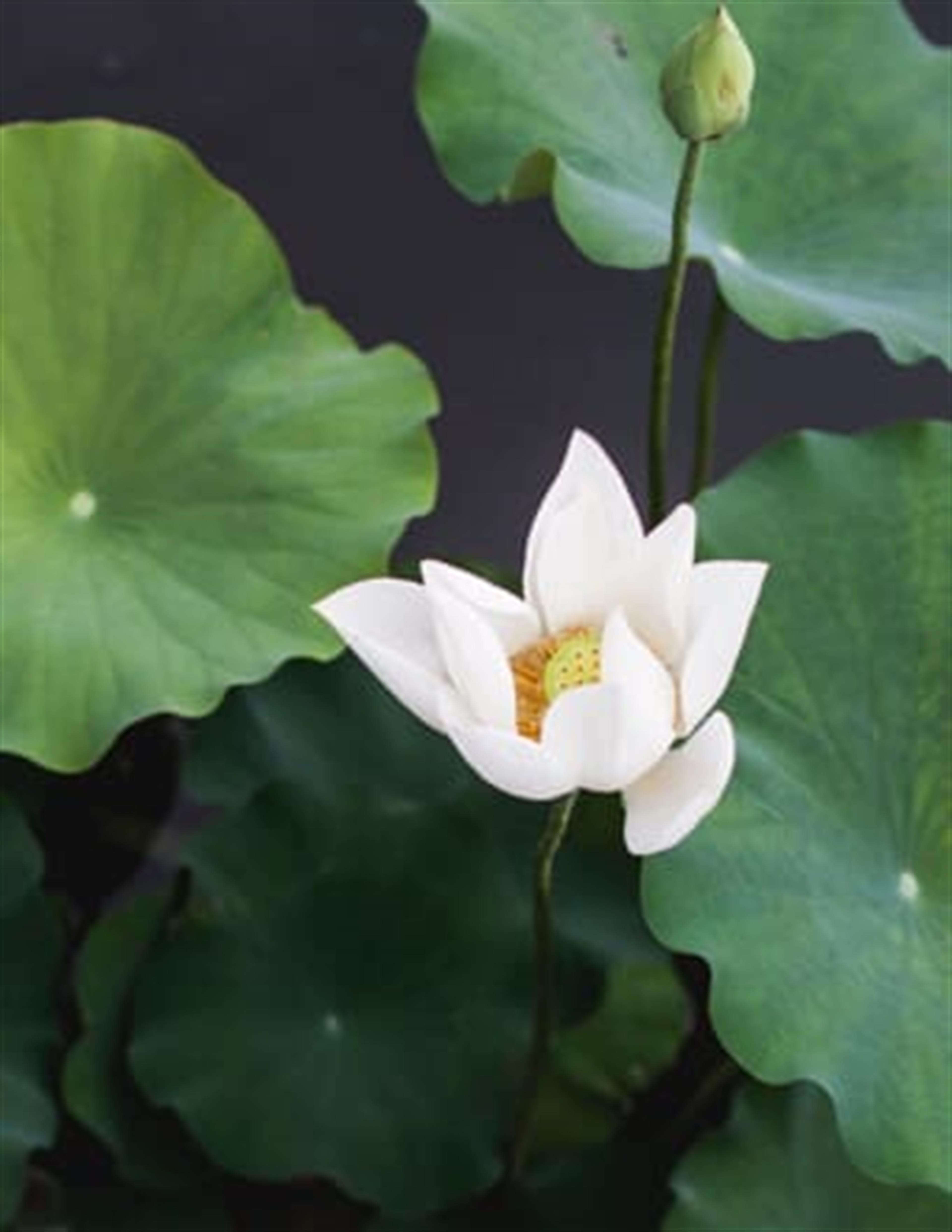 Ralph William Longoria