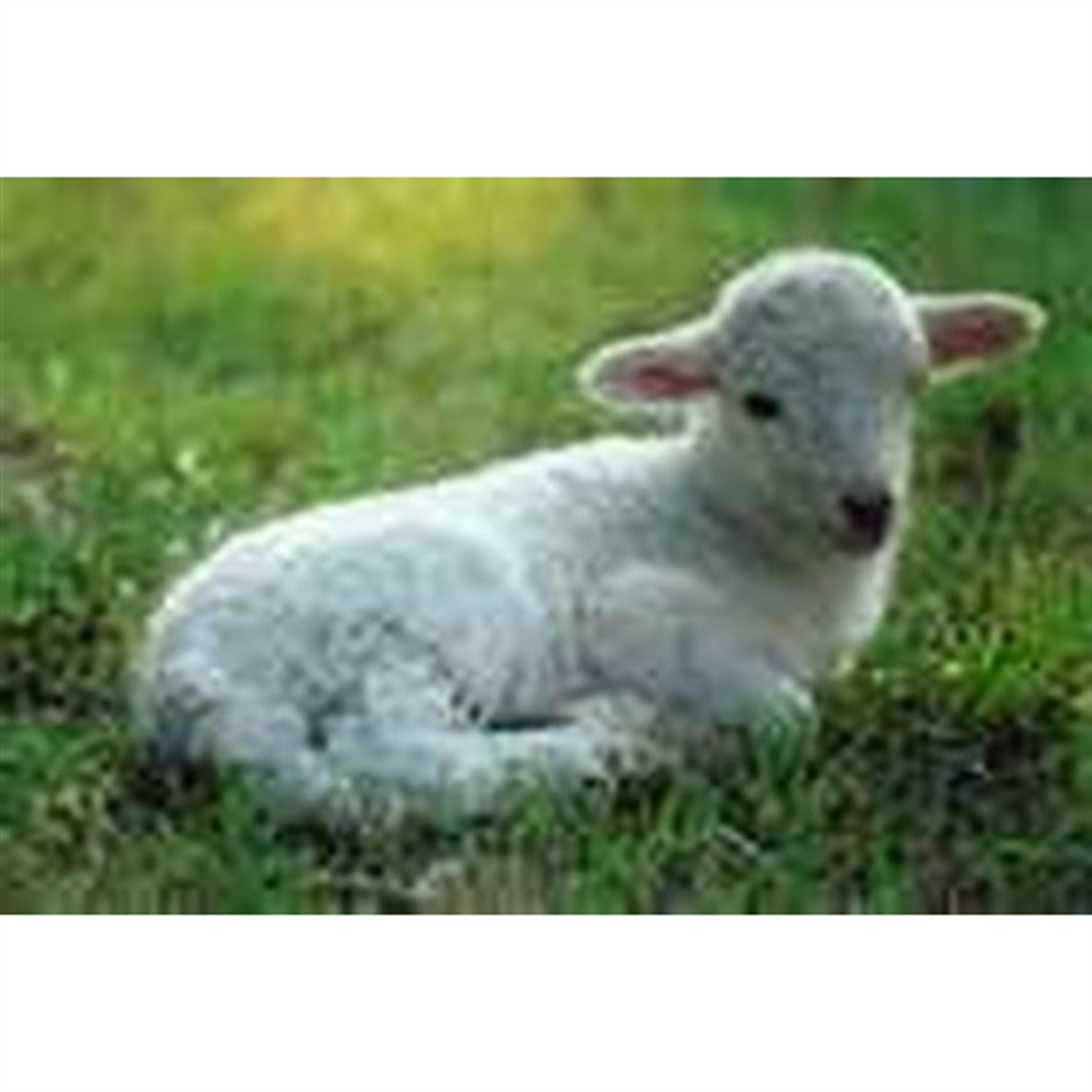 Olivia Quinn Wadkins