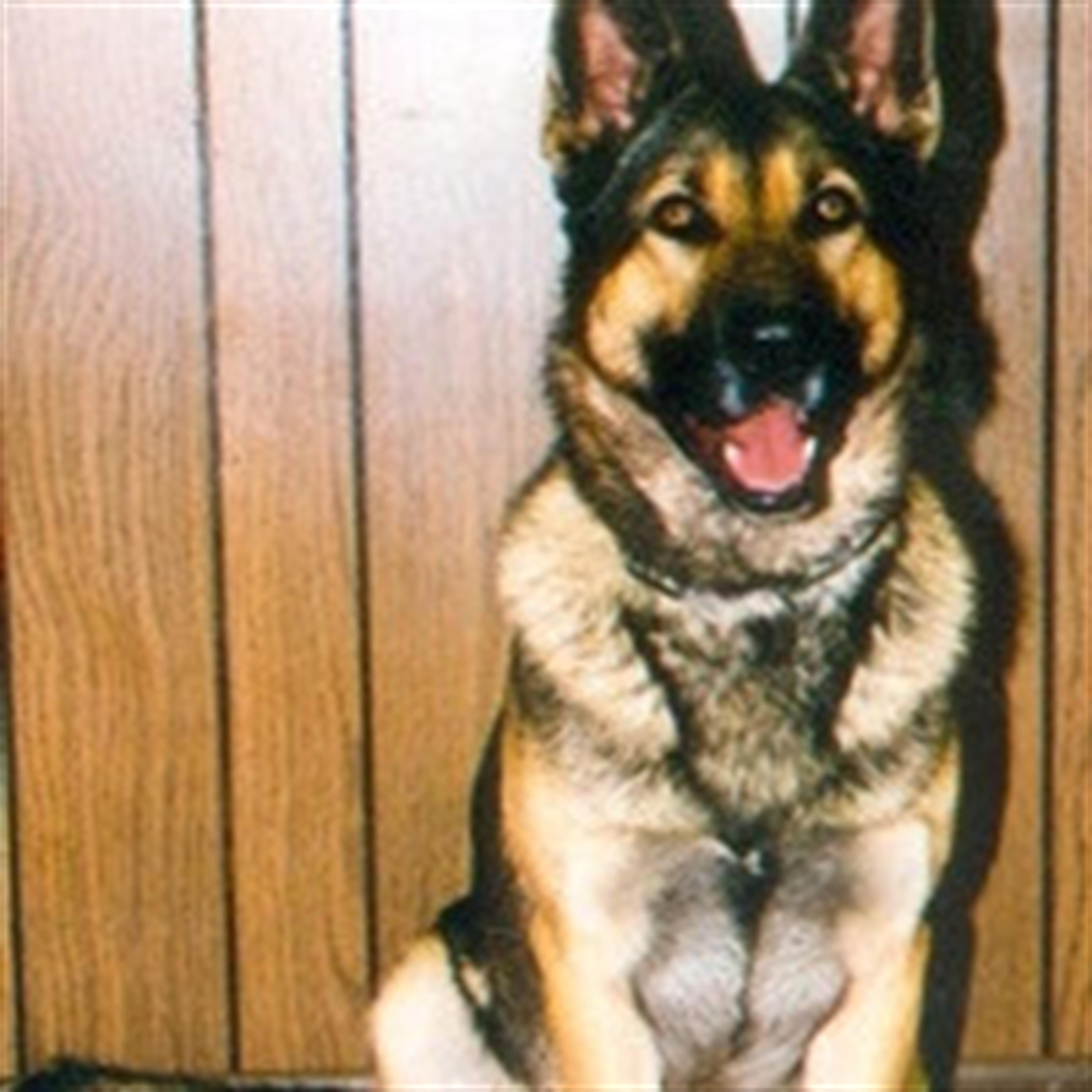 Officer K-9 Officer Nitro