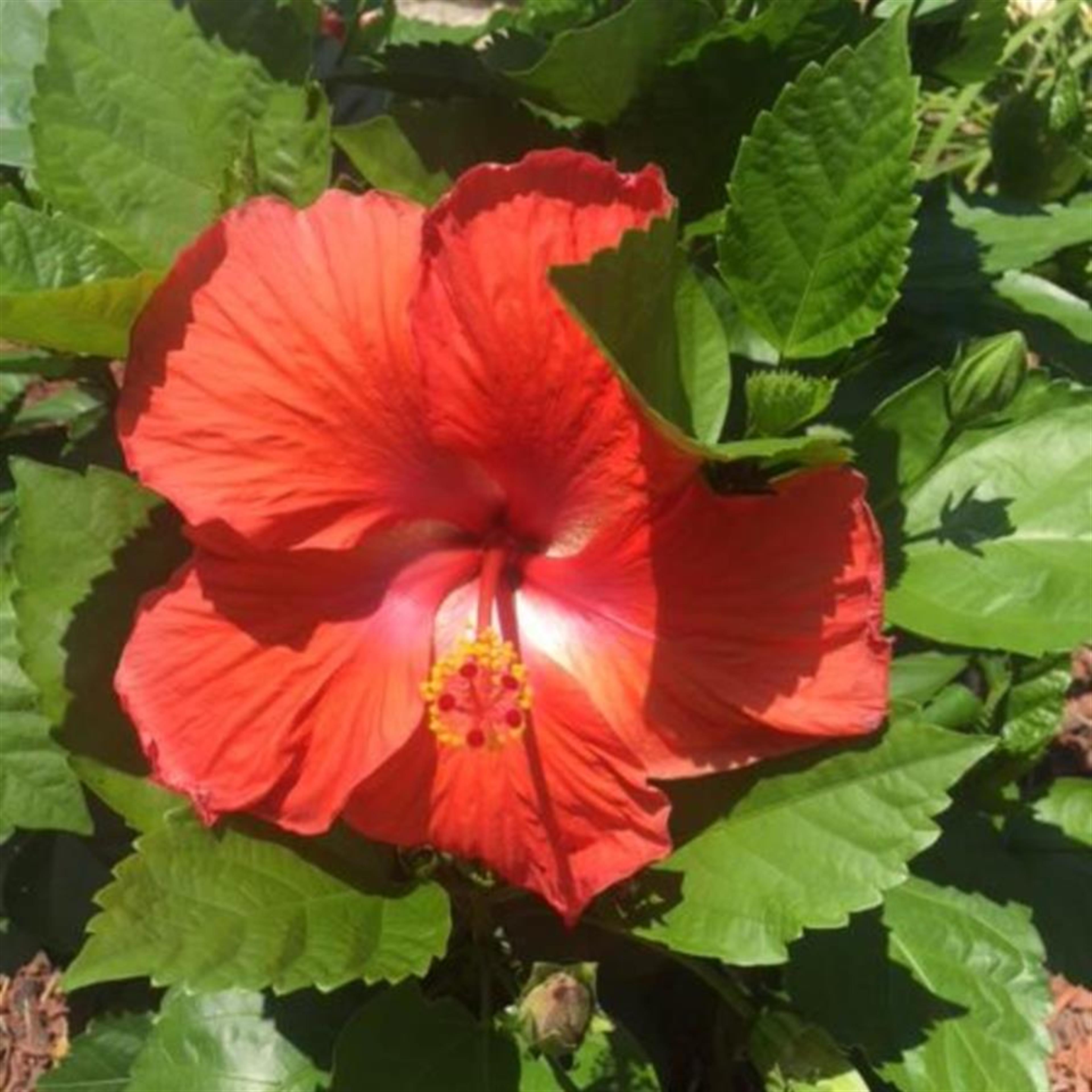 Carla Jean Williams (Bolivar)'s obituary picture