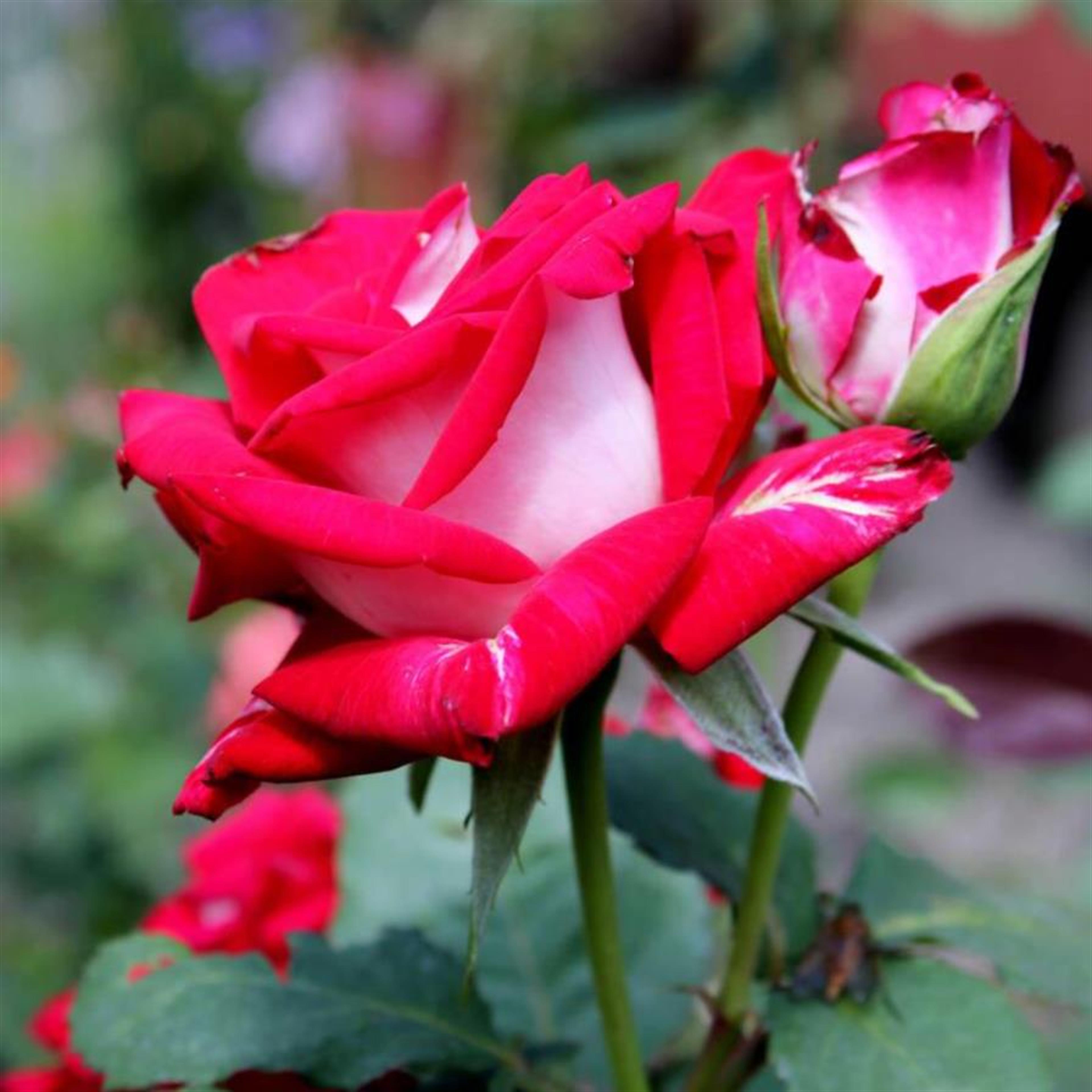 Sharon Beverly Kerwin's obituary picture