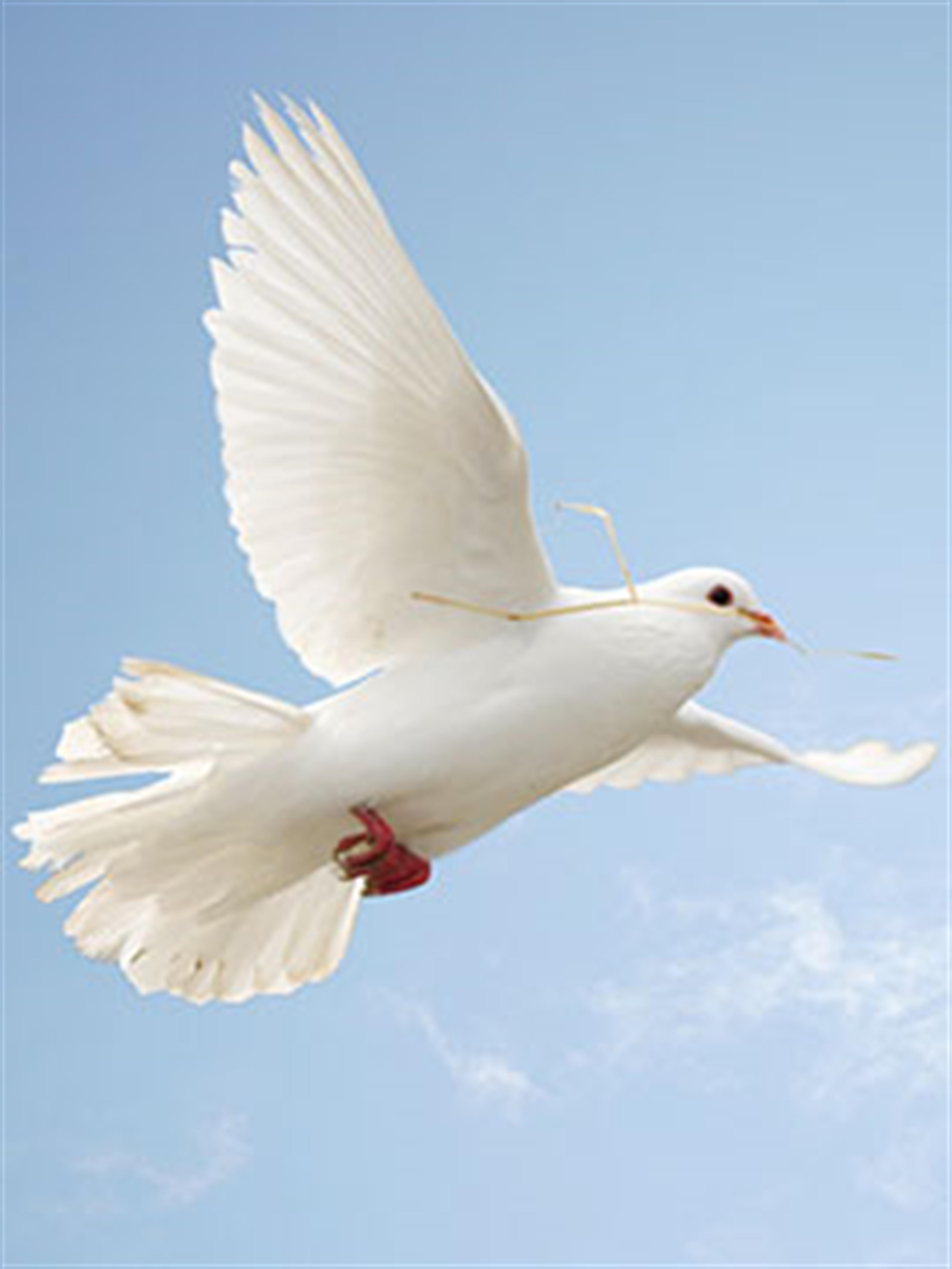 Ignacio Avalos' obituary picture