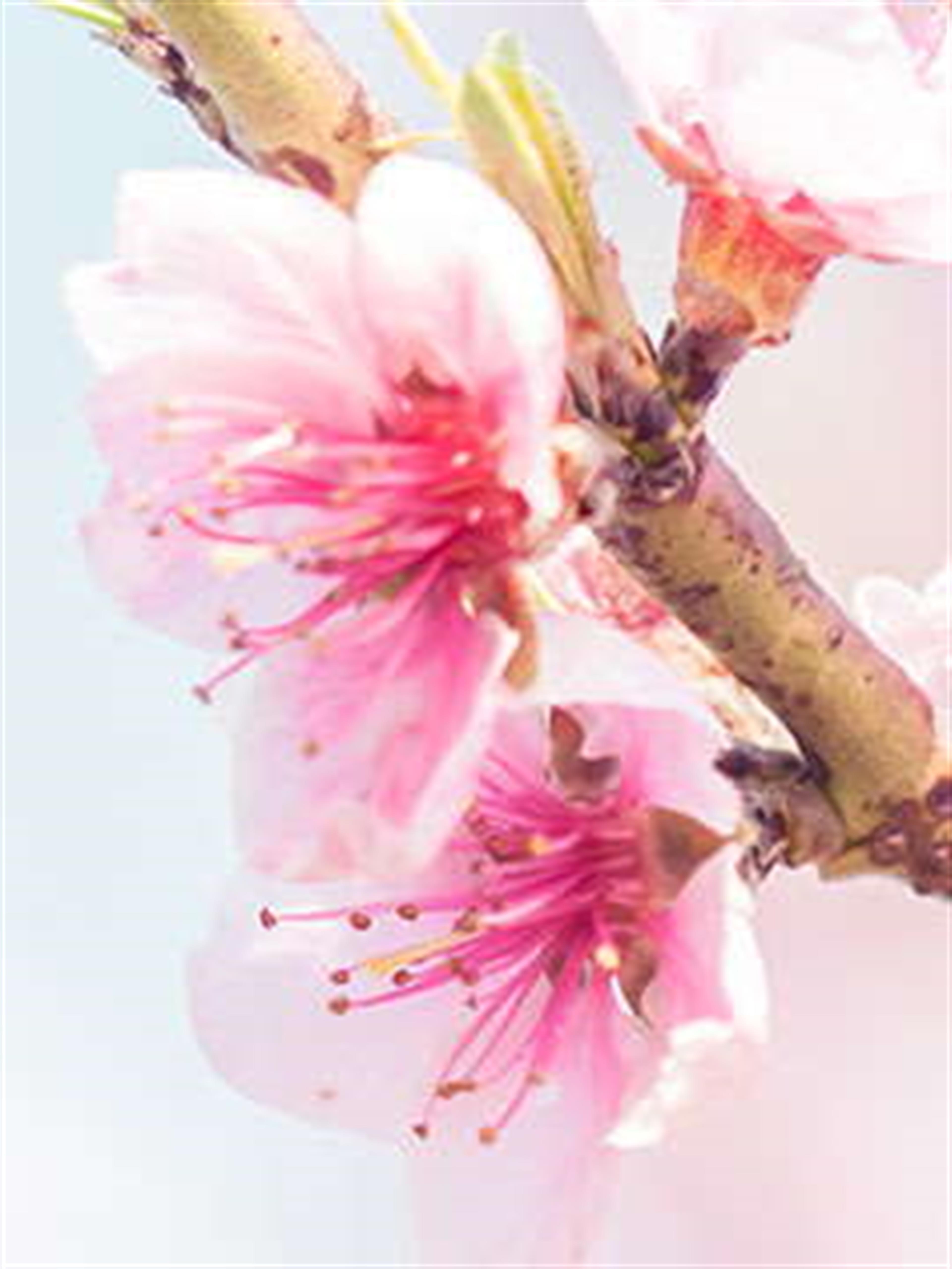 Nena Allen's obituary picture