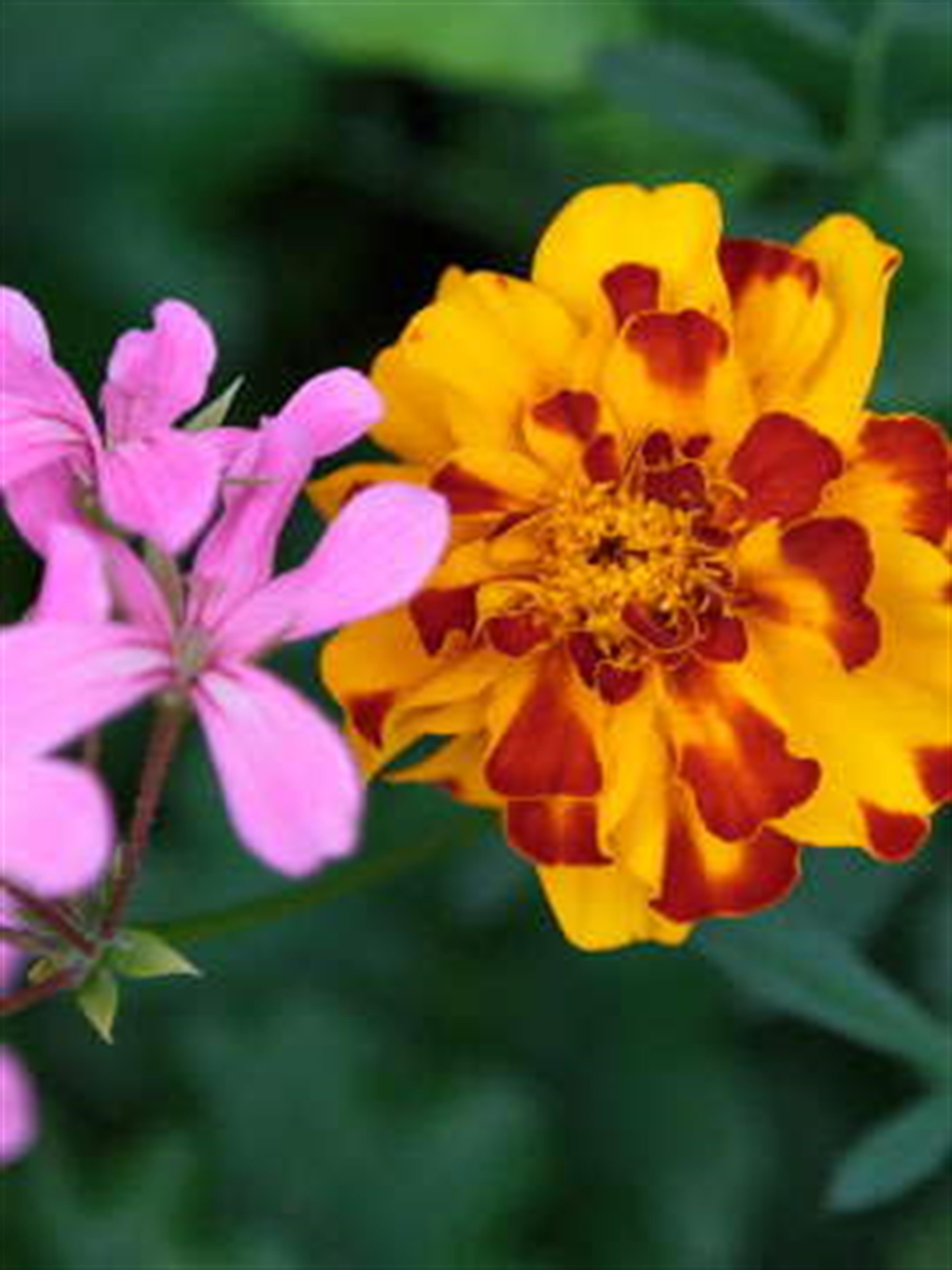 Brenda Kay Hebert's obituary picture