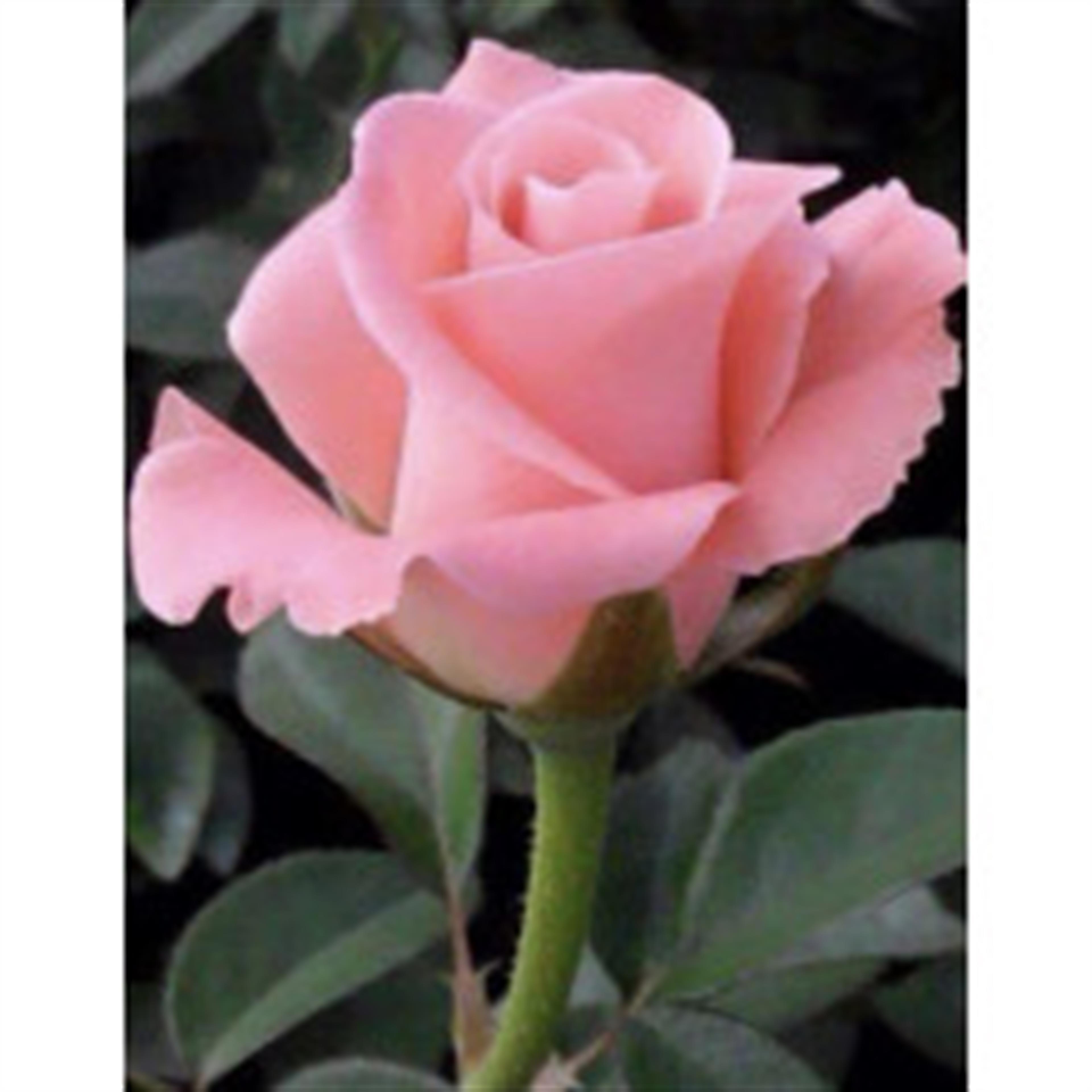 Gail Francine Hacker