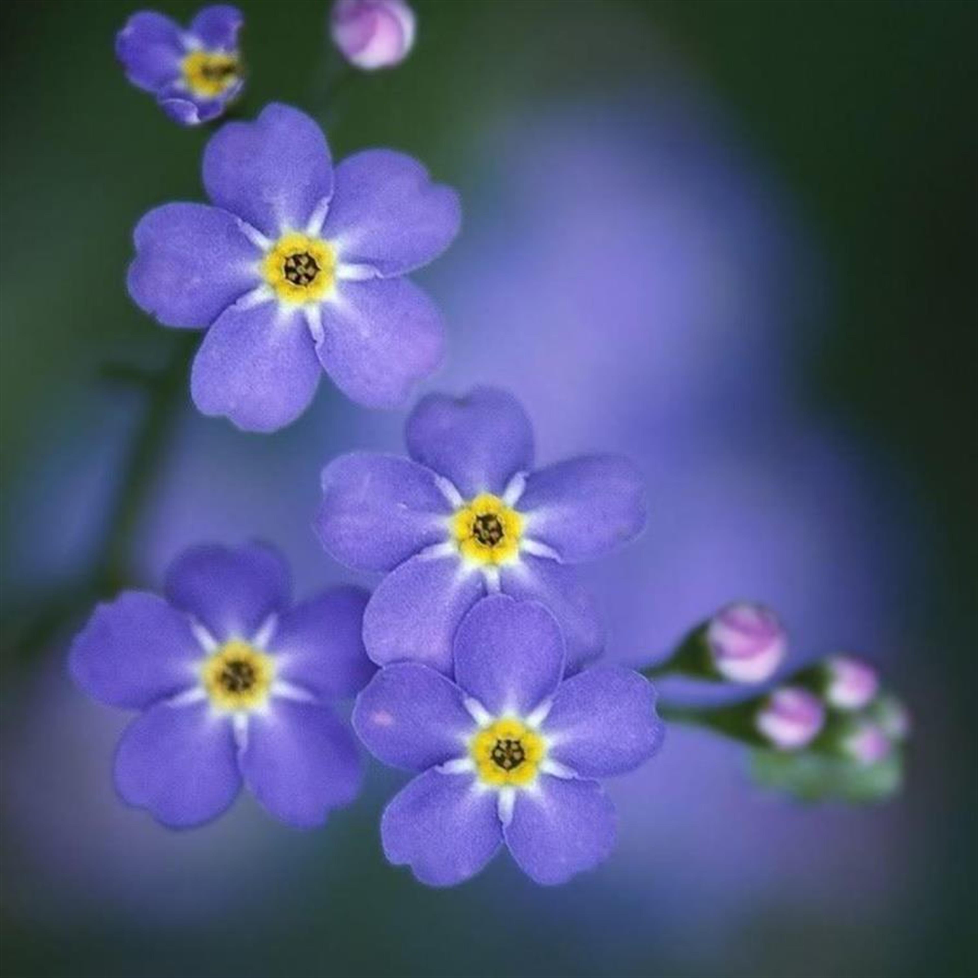 Ingrid Scott's obituary picture