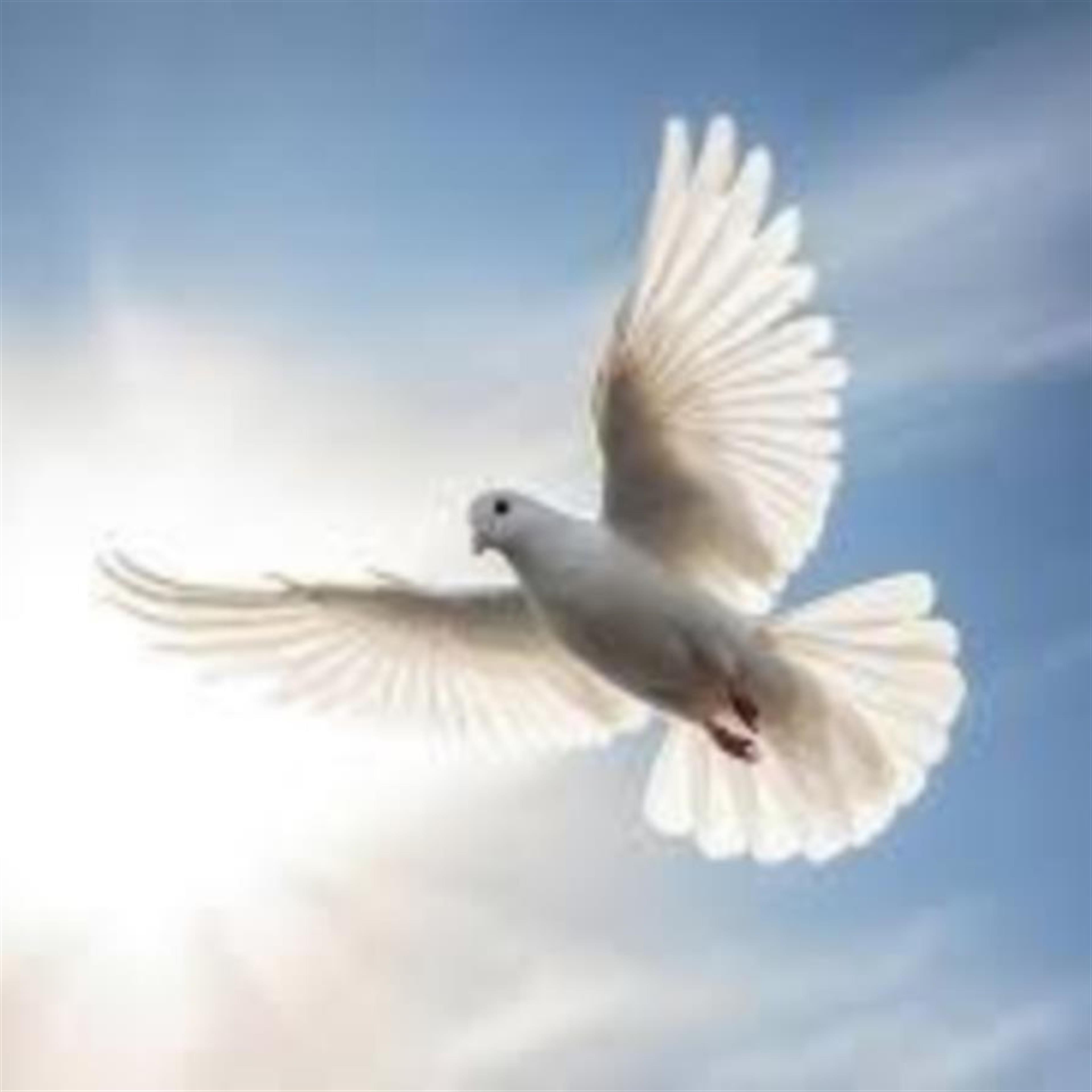 Brewer, Velvet's obituary picture