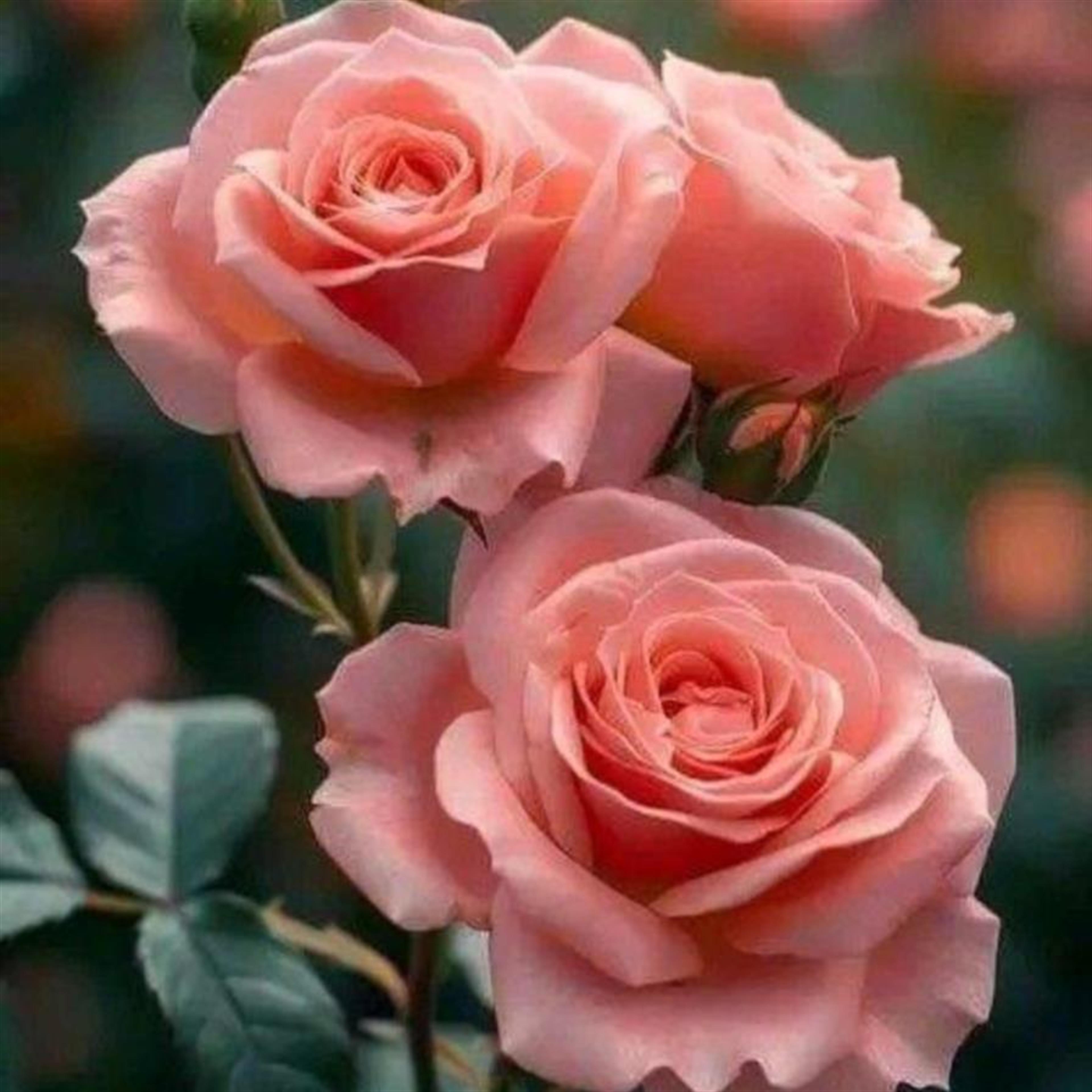 Sharon Virginia Knoll