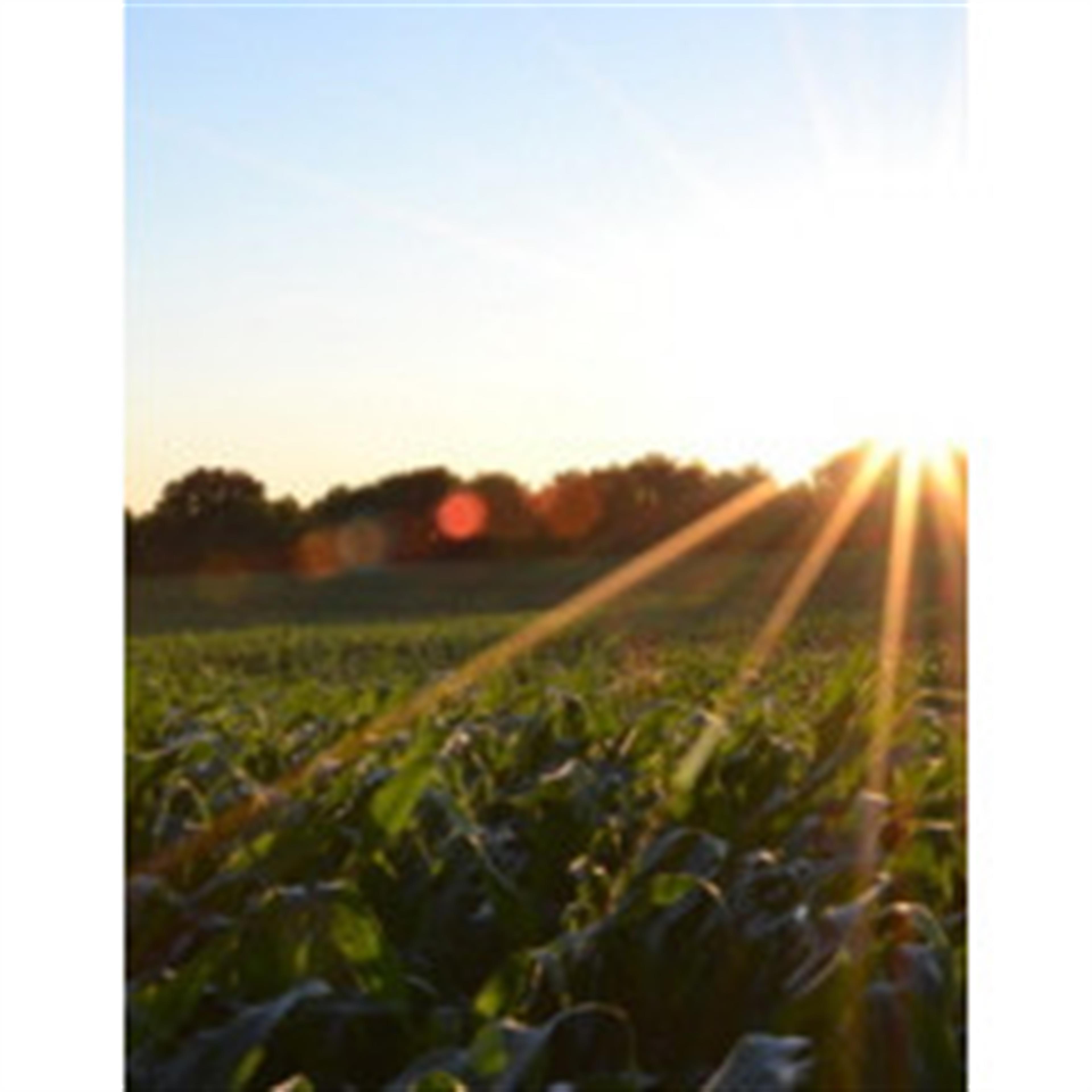 Beulah Mildred (Wright) Griswold