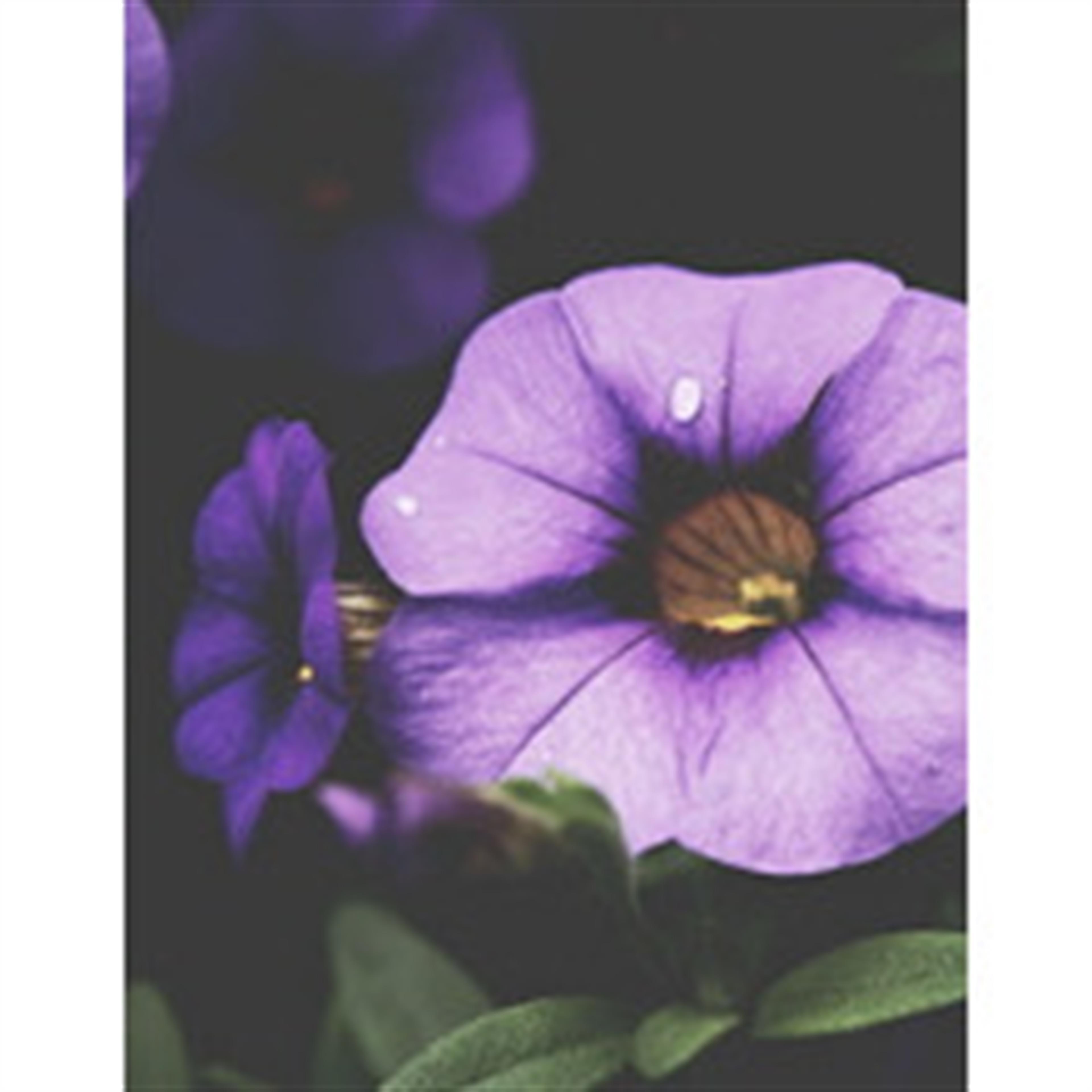 Joyce Ann Boyer's obituary picture