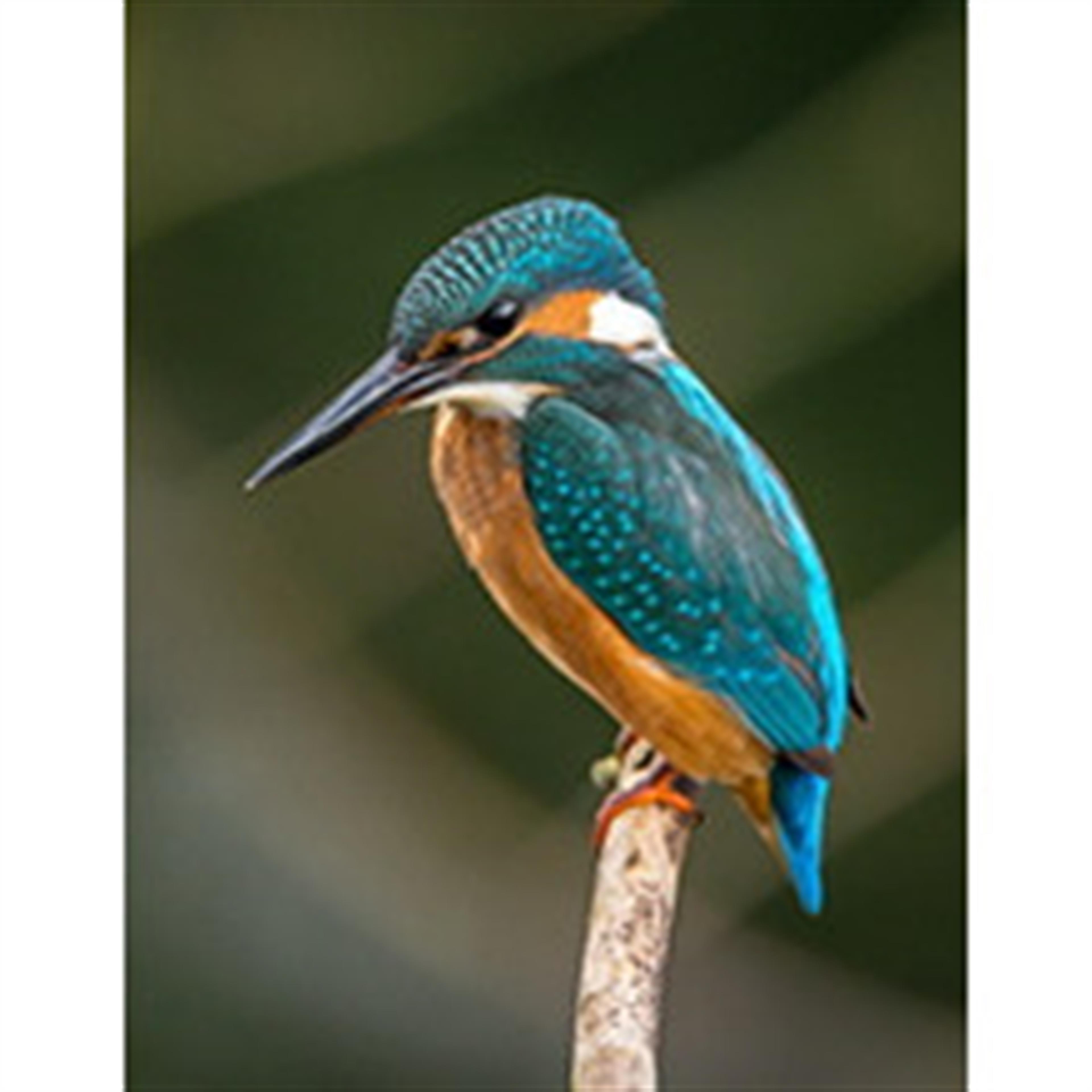 Joyce Arlene Kohler's obituary picture