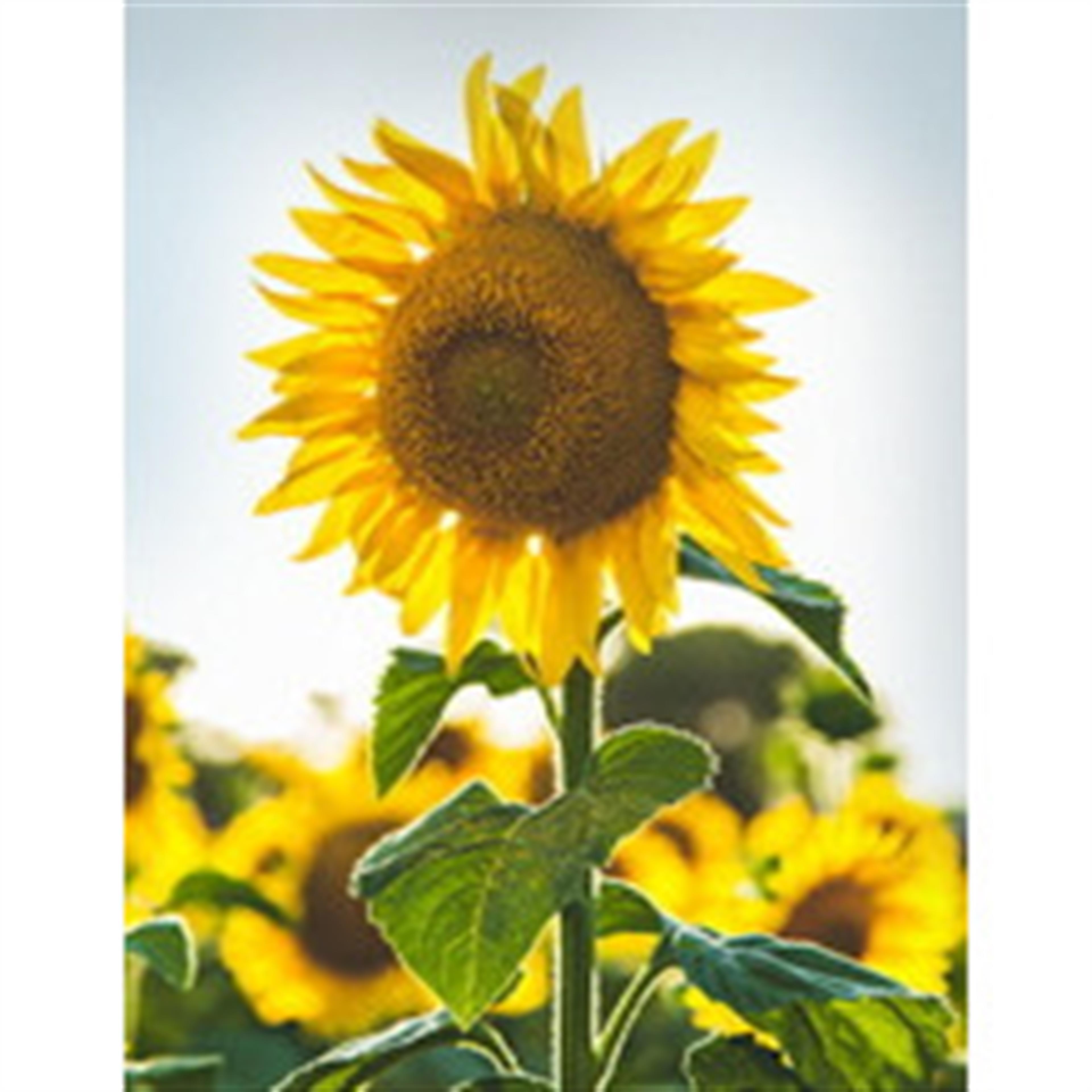 Norma Arleen Bollinger's obituary picture