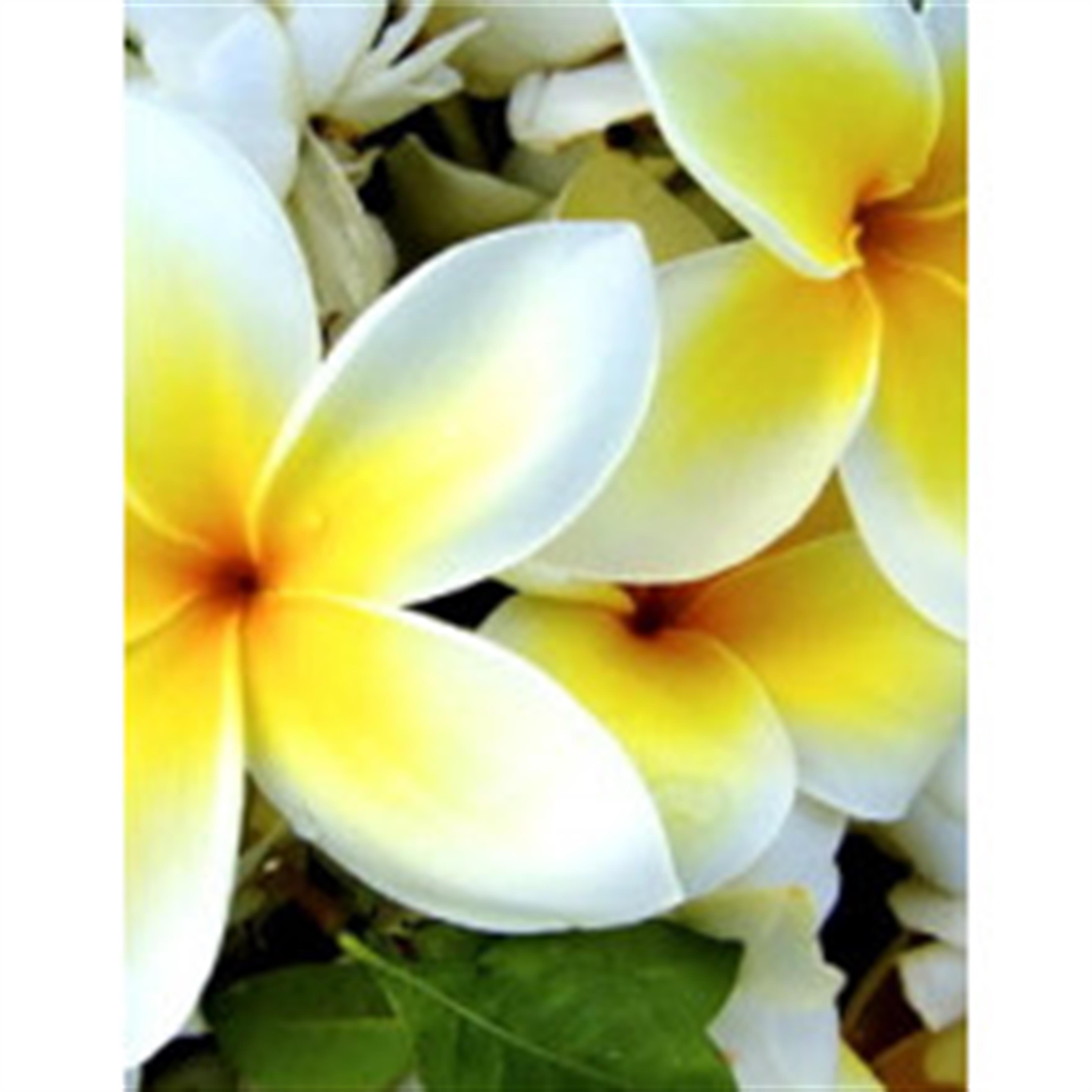 Janet Lynn Taylor's obituary picture