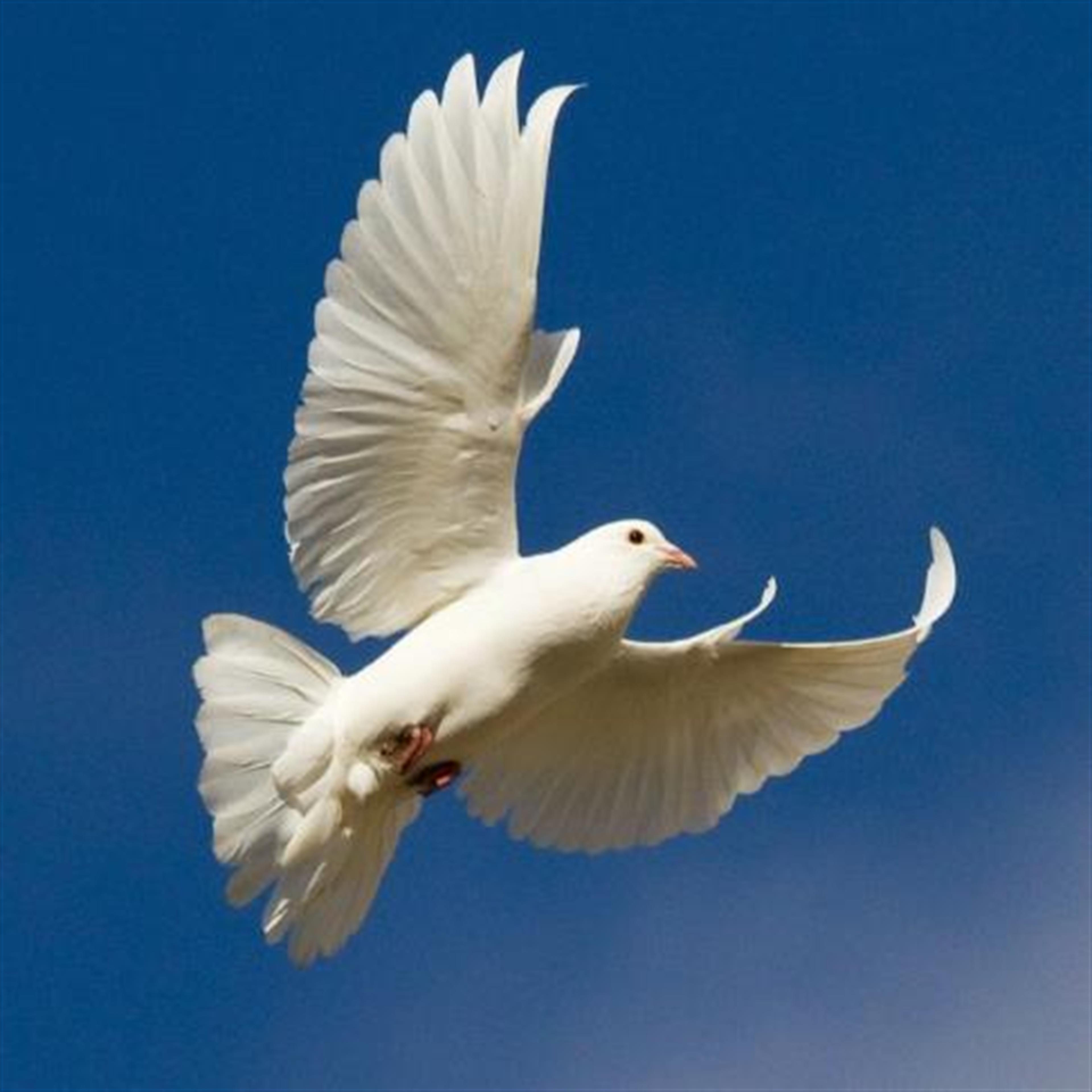 Dwight Verlardee Warren