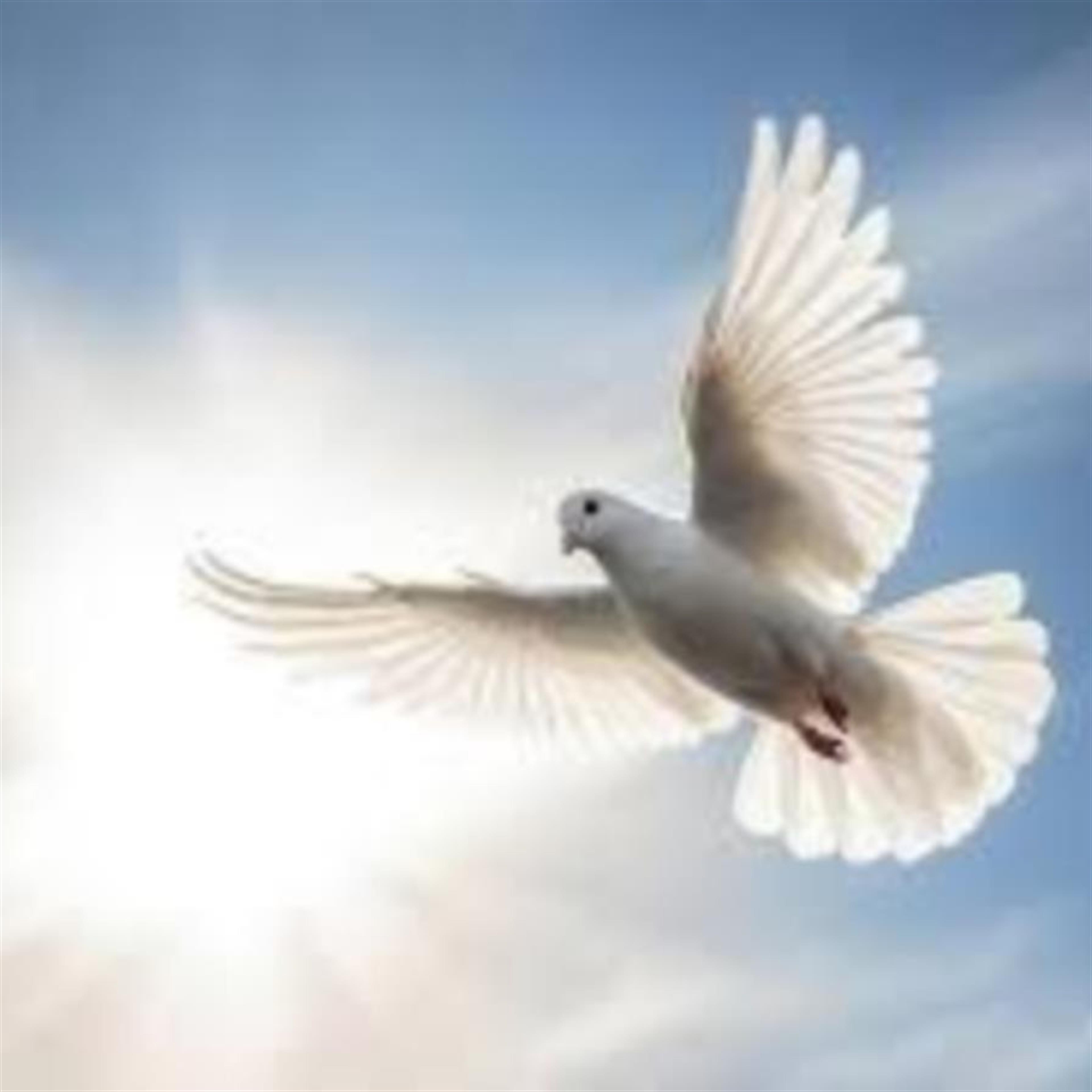 Christoper Colon's obituary picture