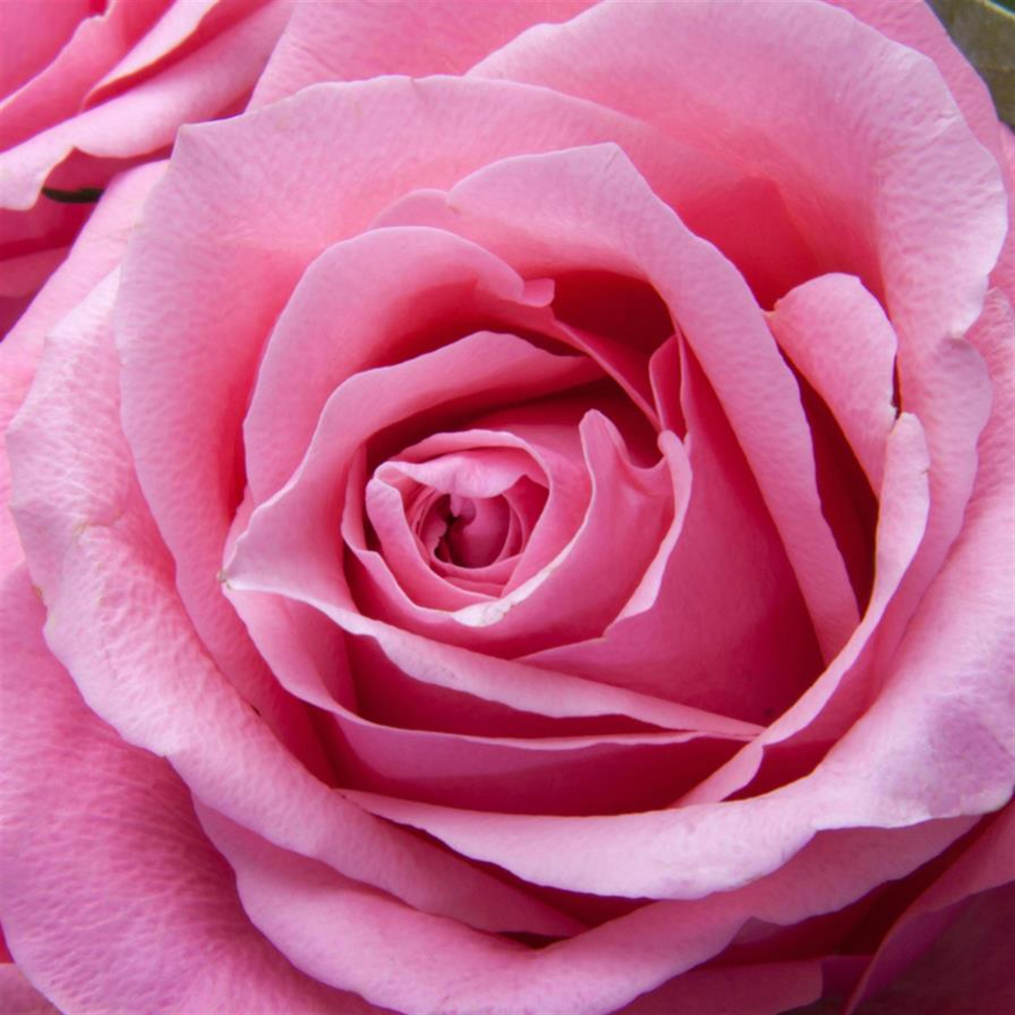 Consuelo "Pancha" Duque Galindo