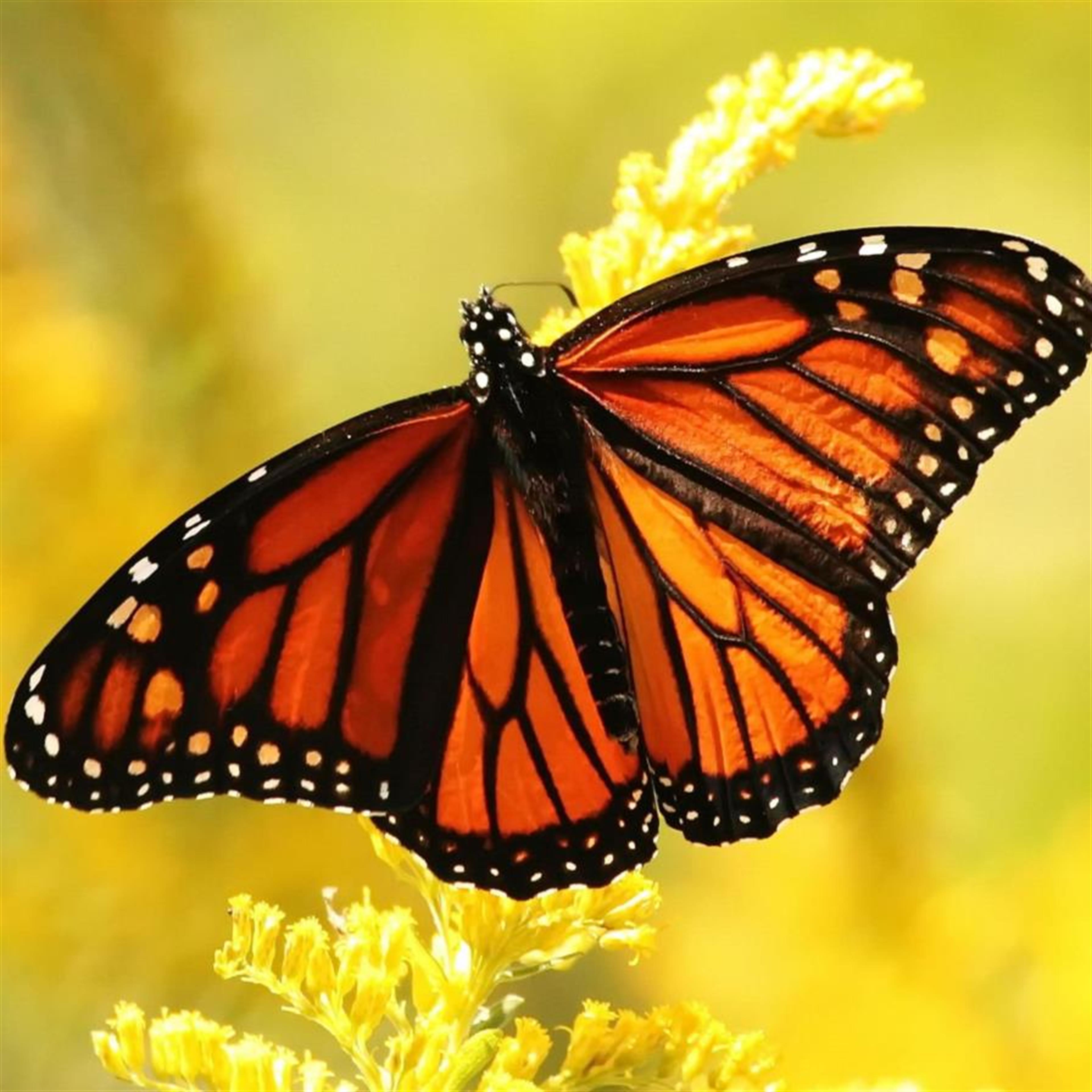 Darlene Cecile Duncan's obituary picture