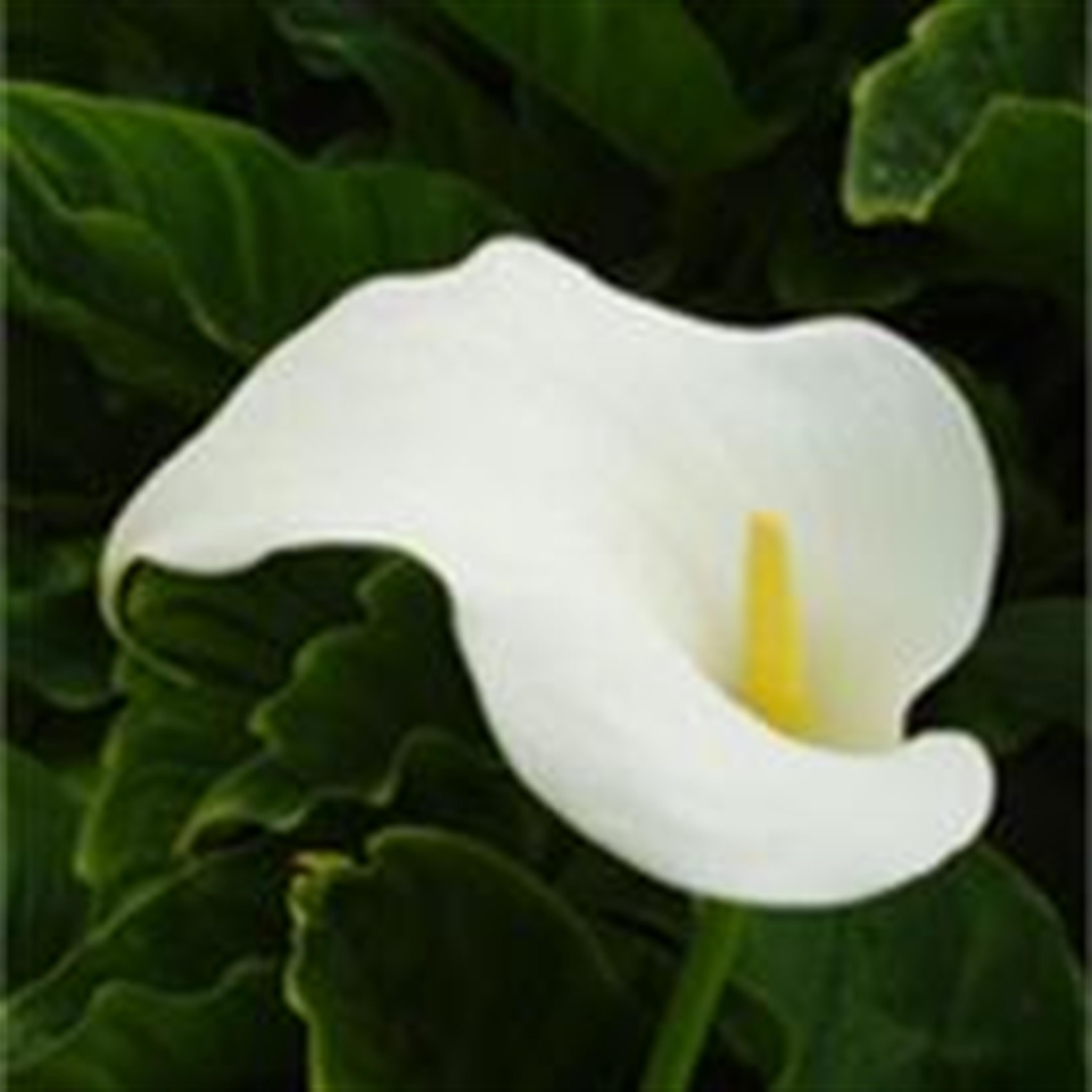 Hanayo Silva's obituary picture