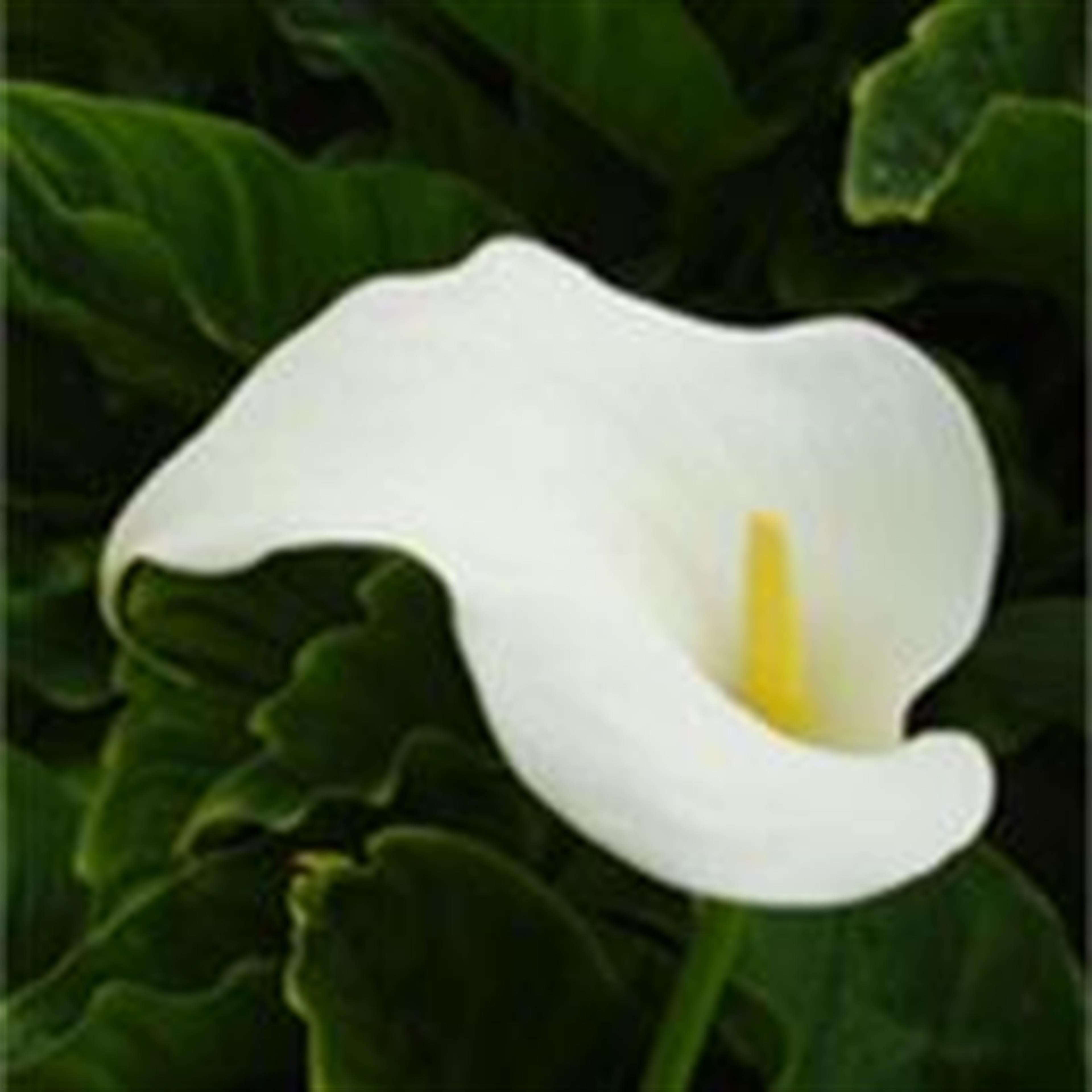 Melenaite T. Tatofi