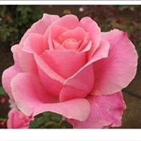 Shirley June Beason