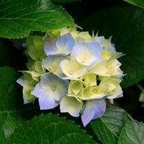 Mrs. Adele Marie Wildey