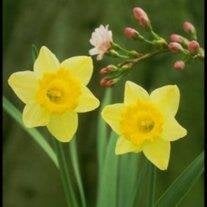 Lois Marie (Johnson) Wright