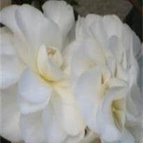Virginia A. Wiles