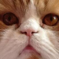 Kitty Sarabia