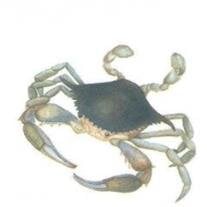 William (Billy) L.  Lindner