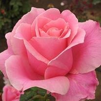 Joyce Deloris Jones