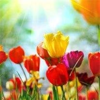 Carolyn Wallin