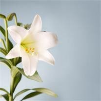 Carol Jean Slaughter Schoelman