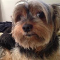 Buddy Cusimano