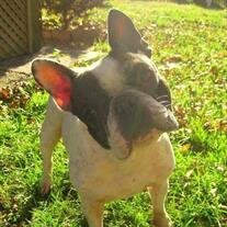 Roxy Wachewick