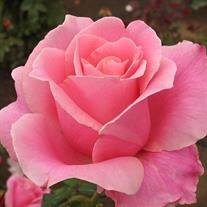 Patricia Diane Fee