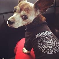 Chico Ranuro