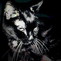 Kitty Lee
