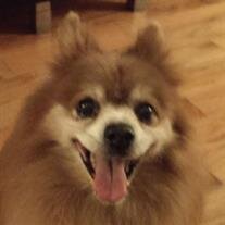 Chico Carrera